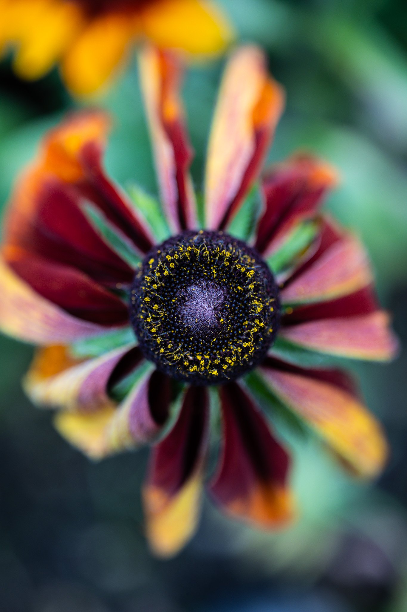 NZ7_1119.jpg