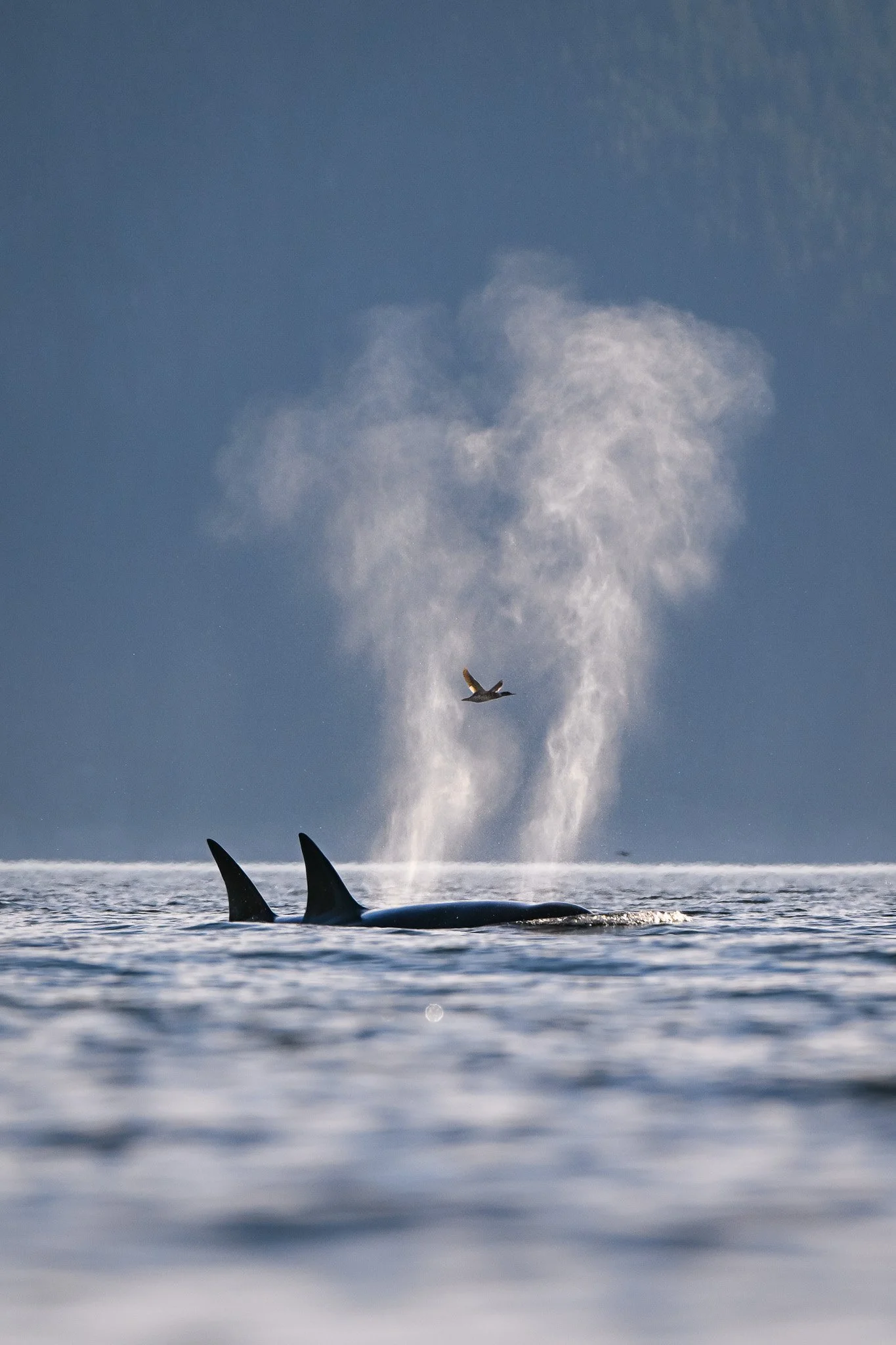 DSC_3328-3.jpg