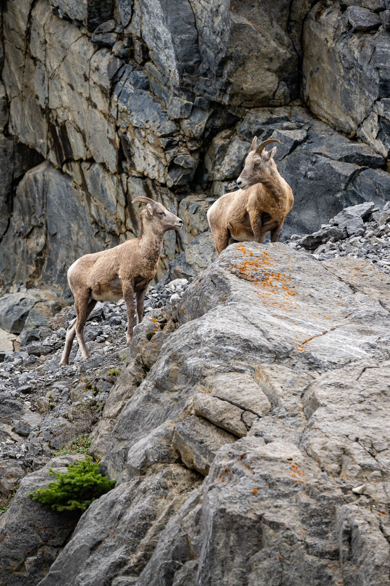 NZ7_2474.jpg