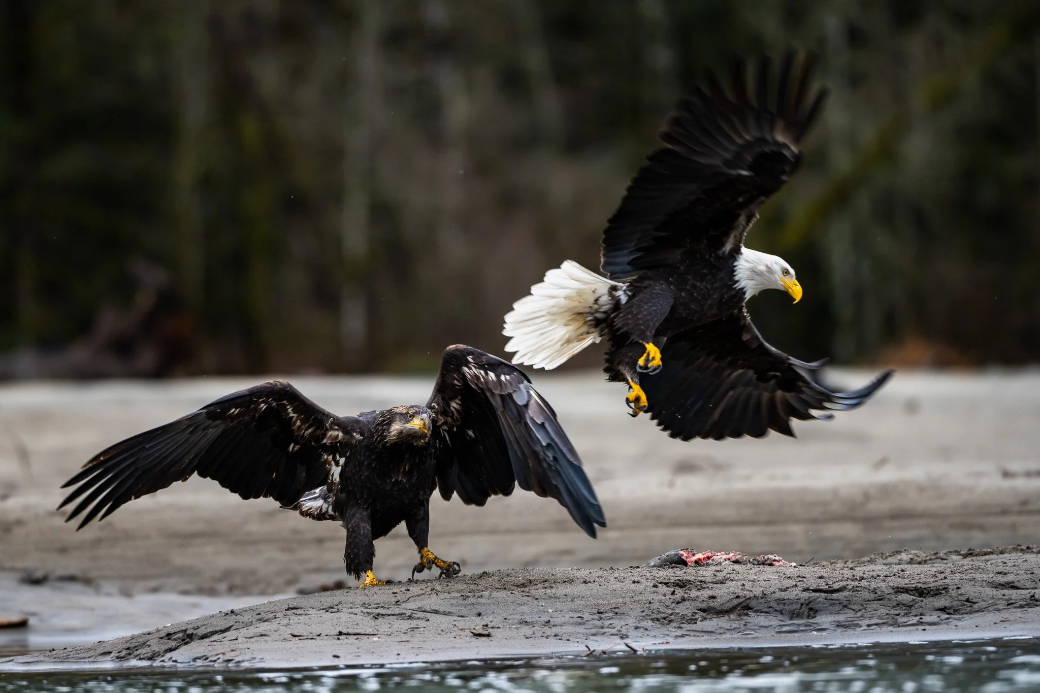 NZ7_5835-2.jpg