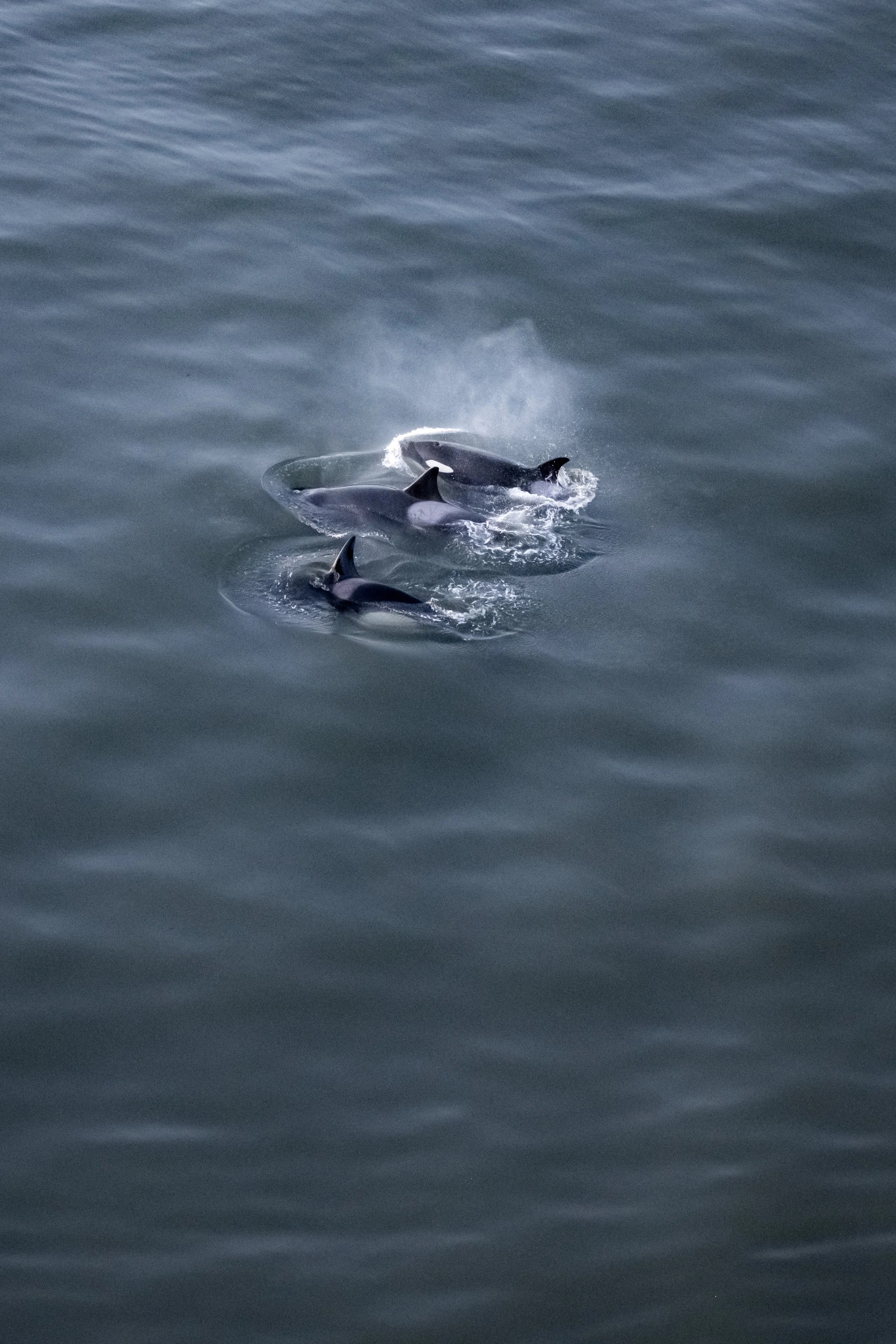 NZ7_2030-6.jpg