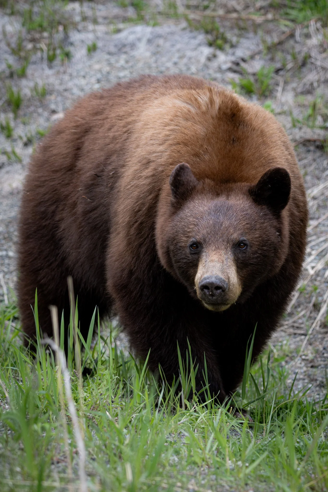 NZ7_5031-3.jpg