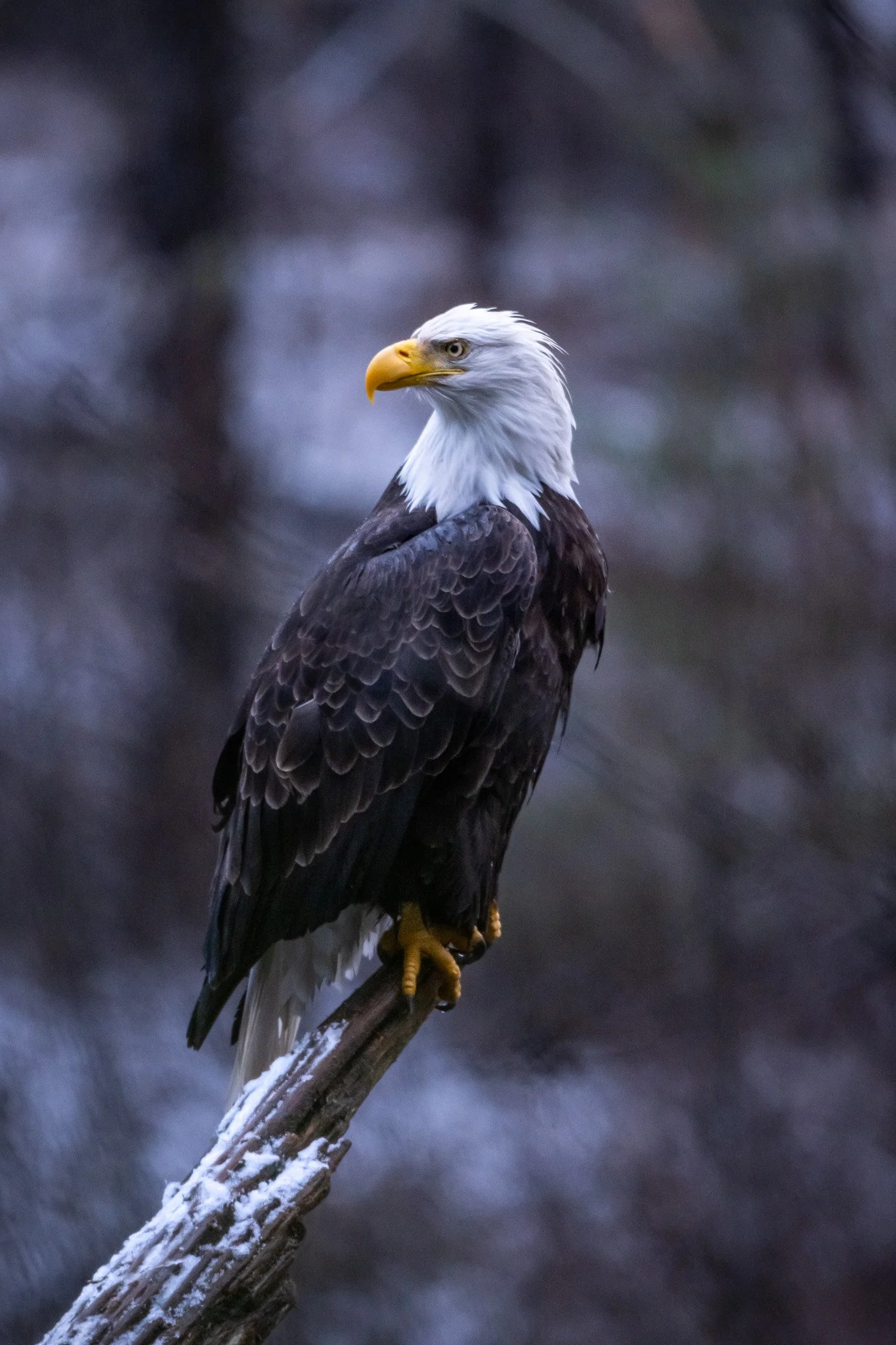 NZ7_7391.jpg