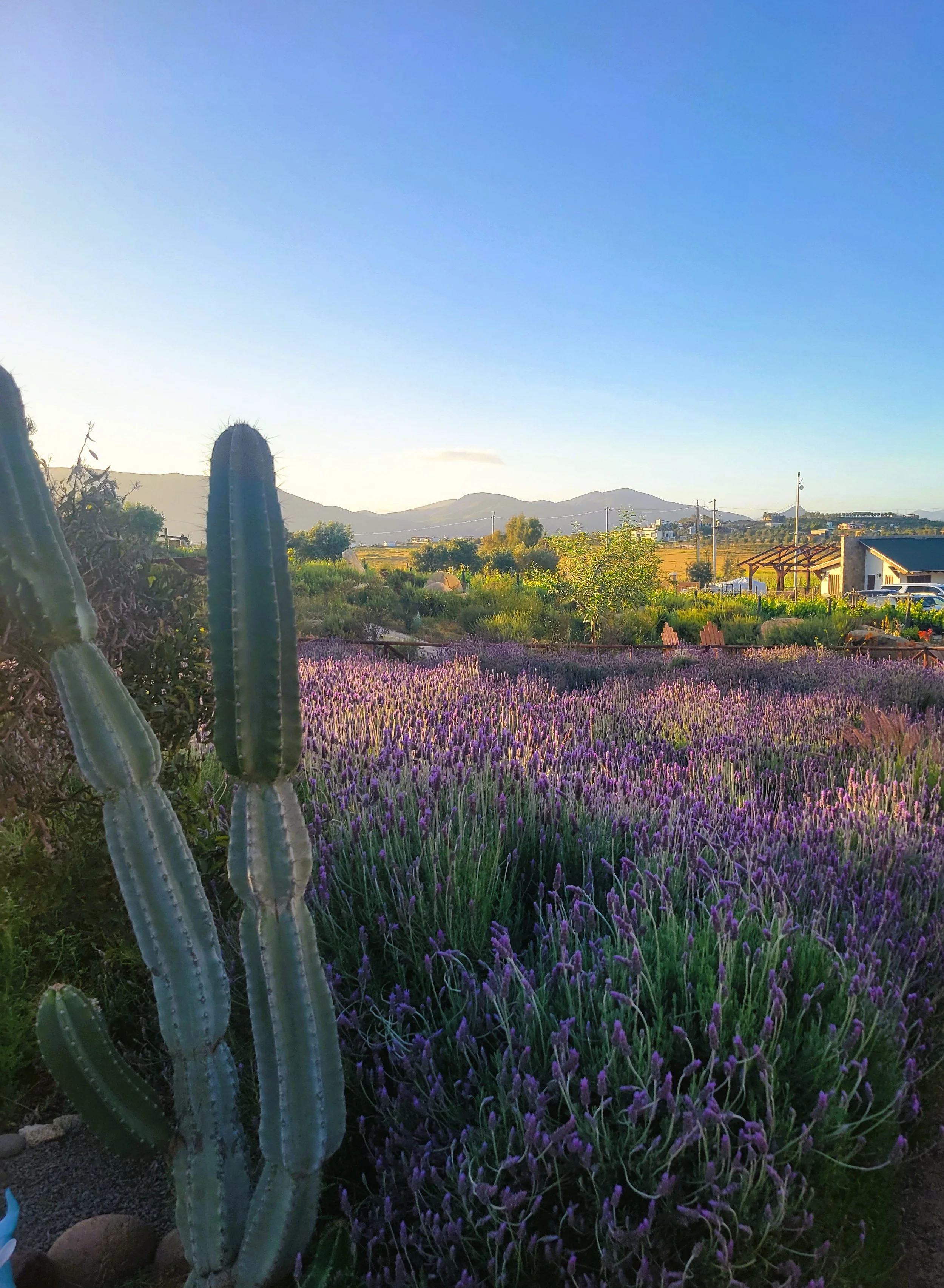 A desert landscape with tall cacti, purple flowers, green shrubs, and distant hills under a clear blue sky.