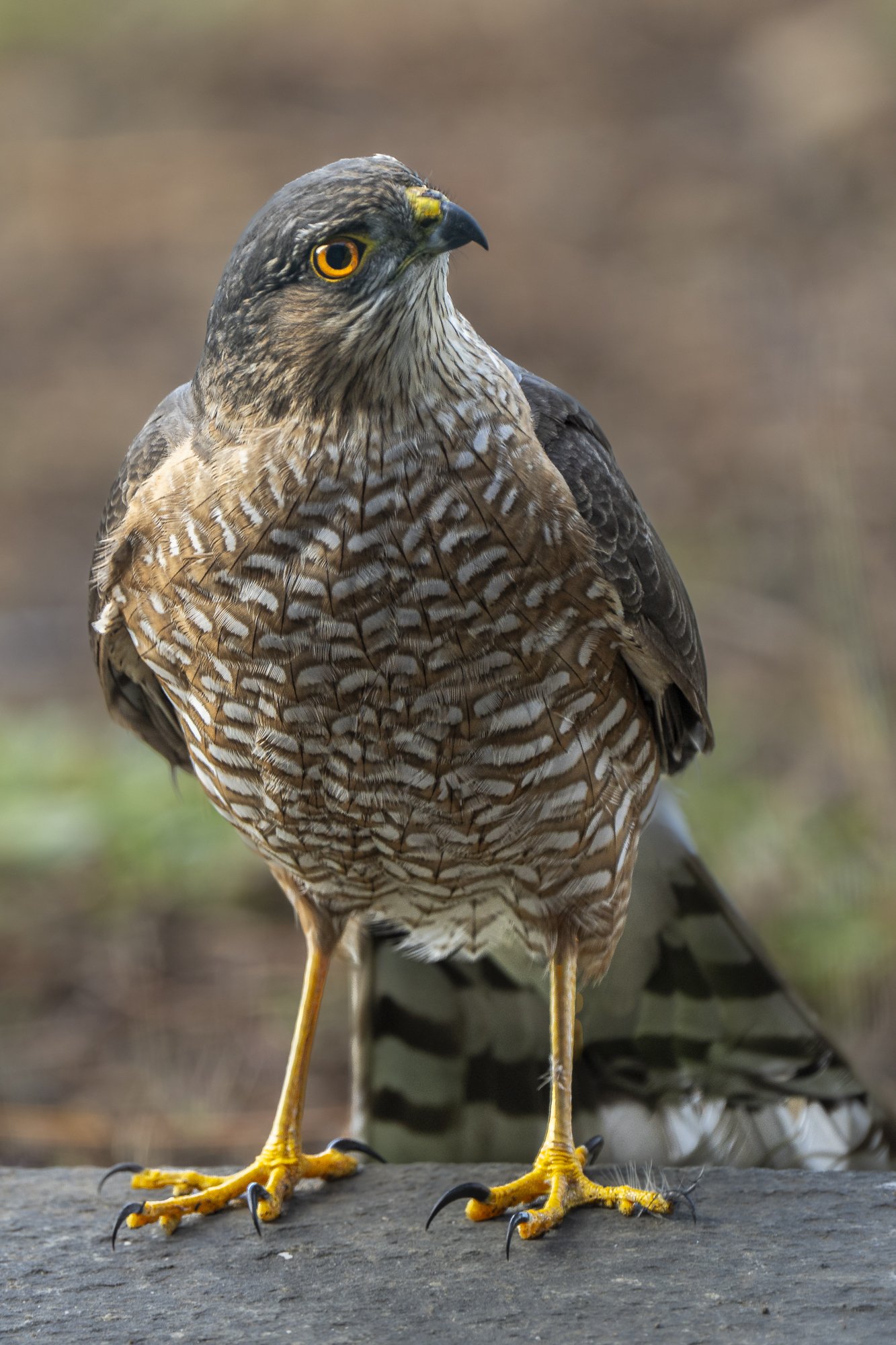 Coopers Hawk Visits