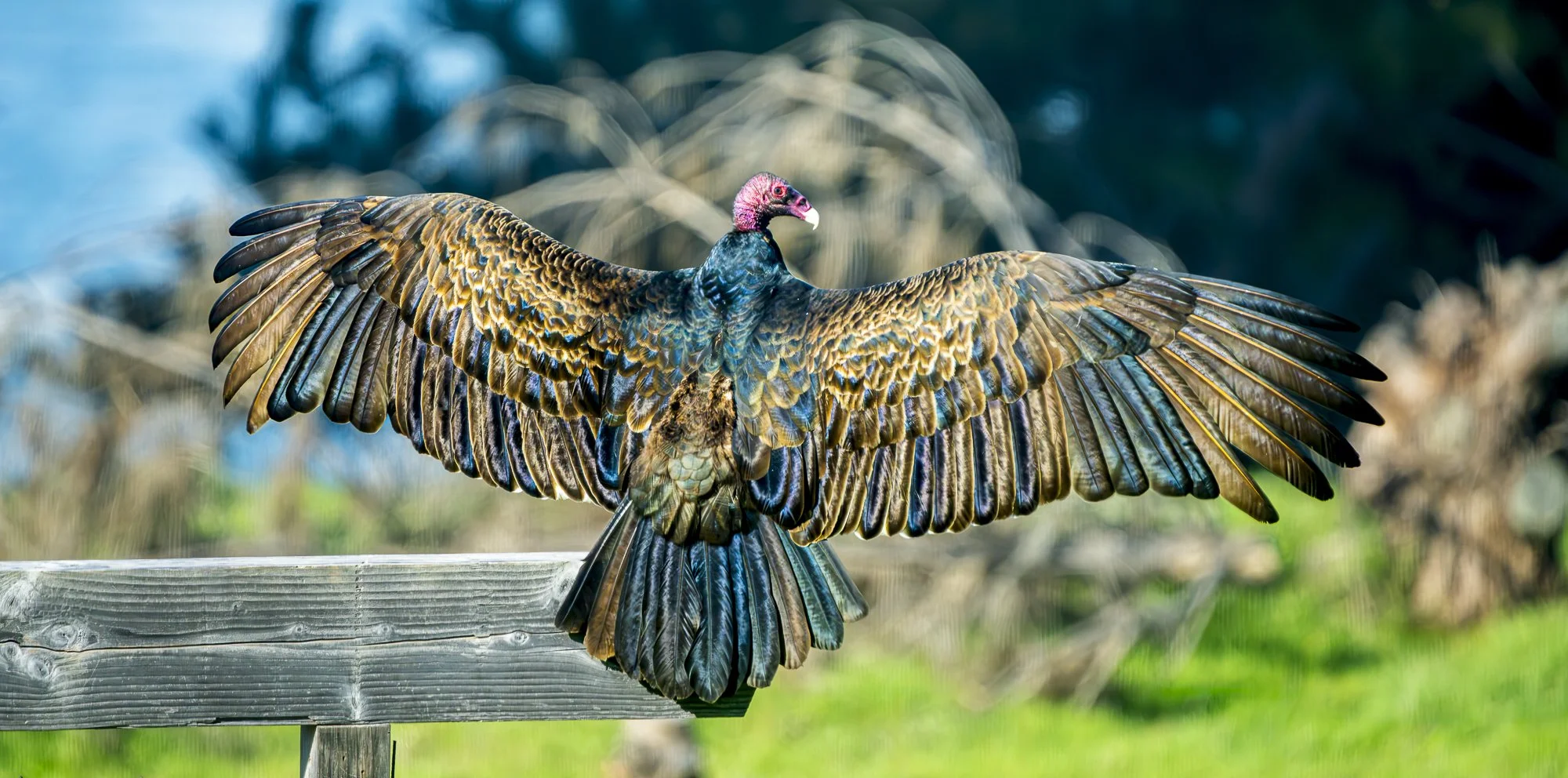 Sunning Turkey Vulture