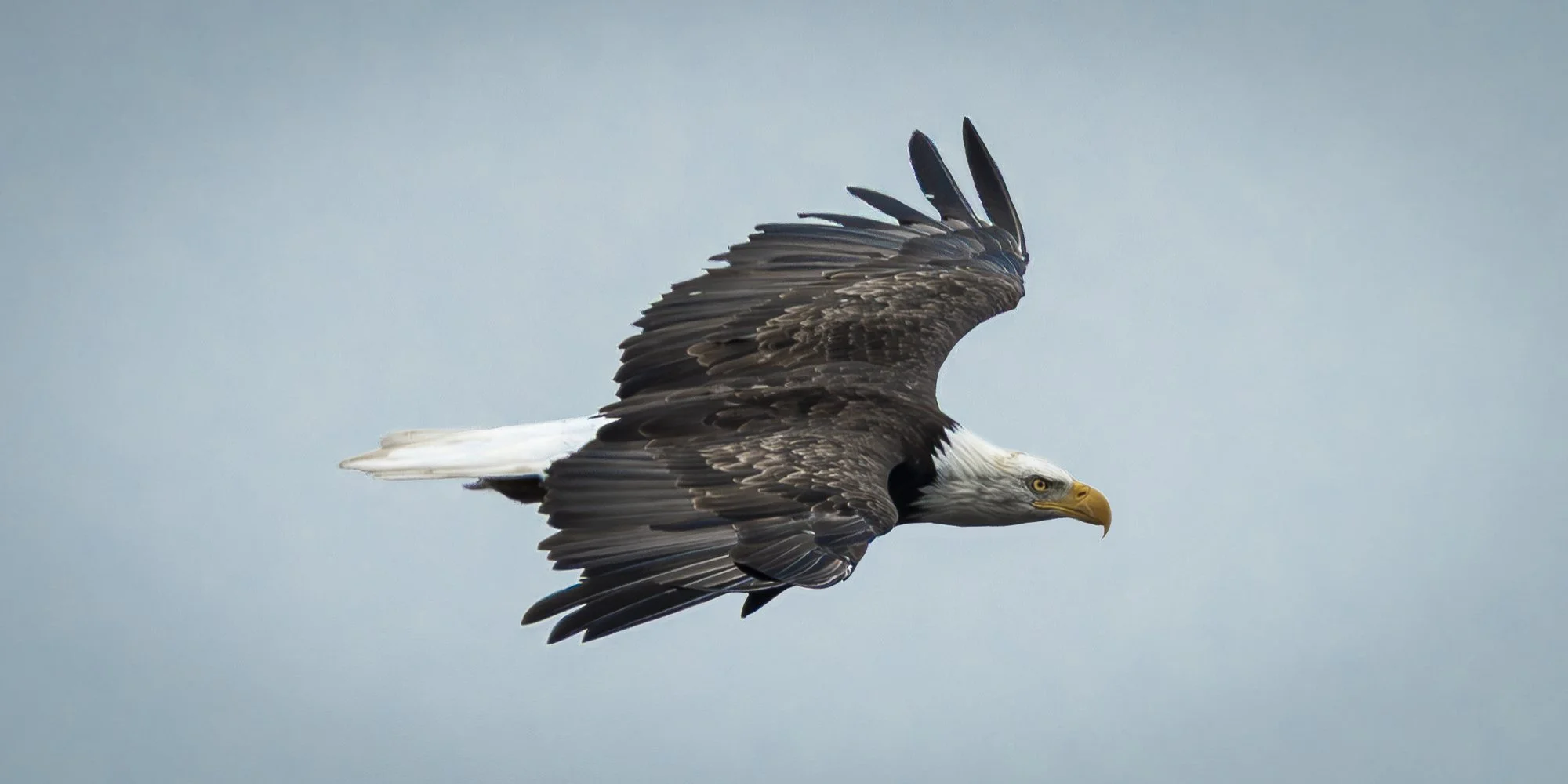 Bald Eagle Leaves the Yard