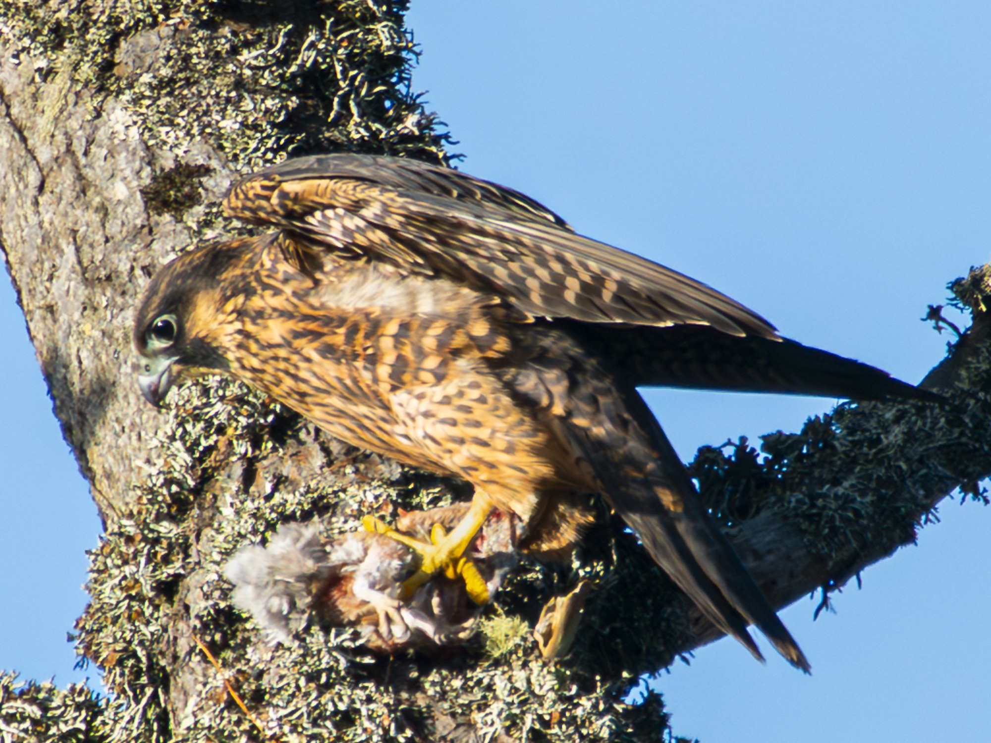 Peregrine Falcon Dining in a Tree