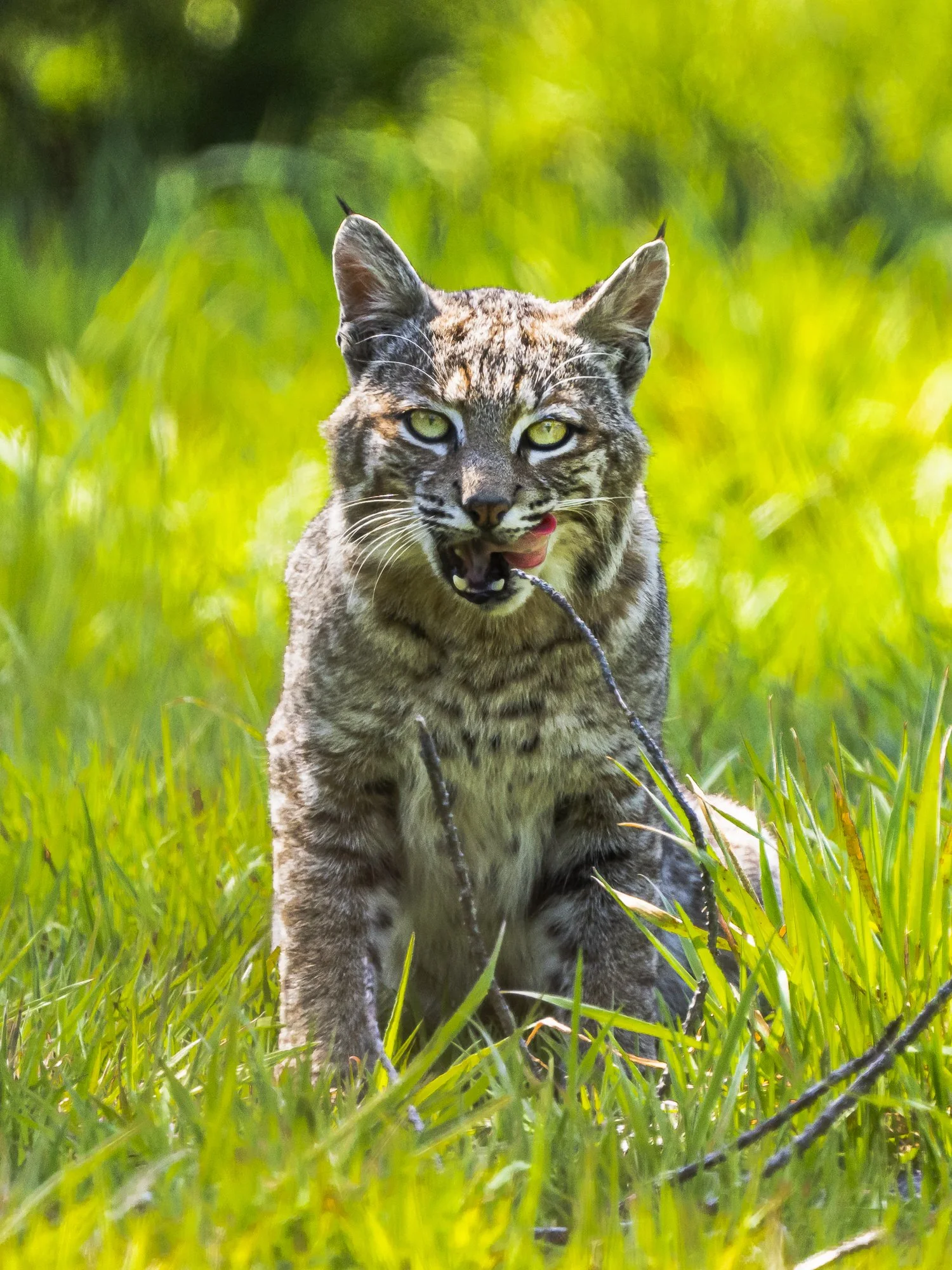 Bobcat Takes a Break