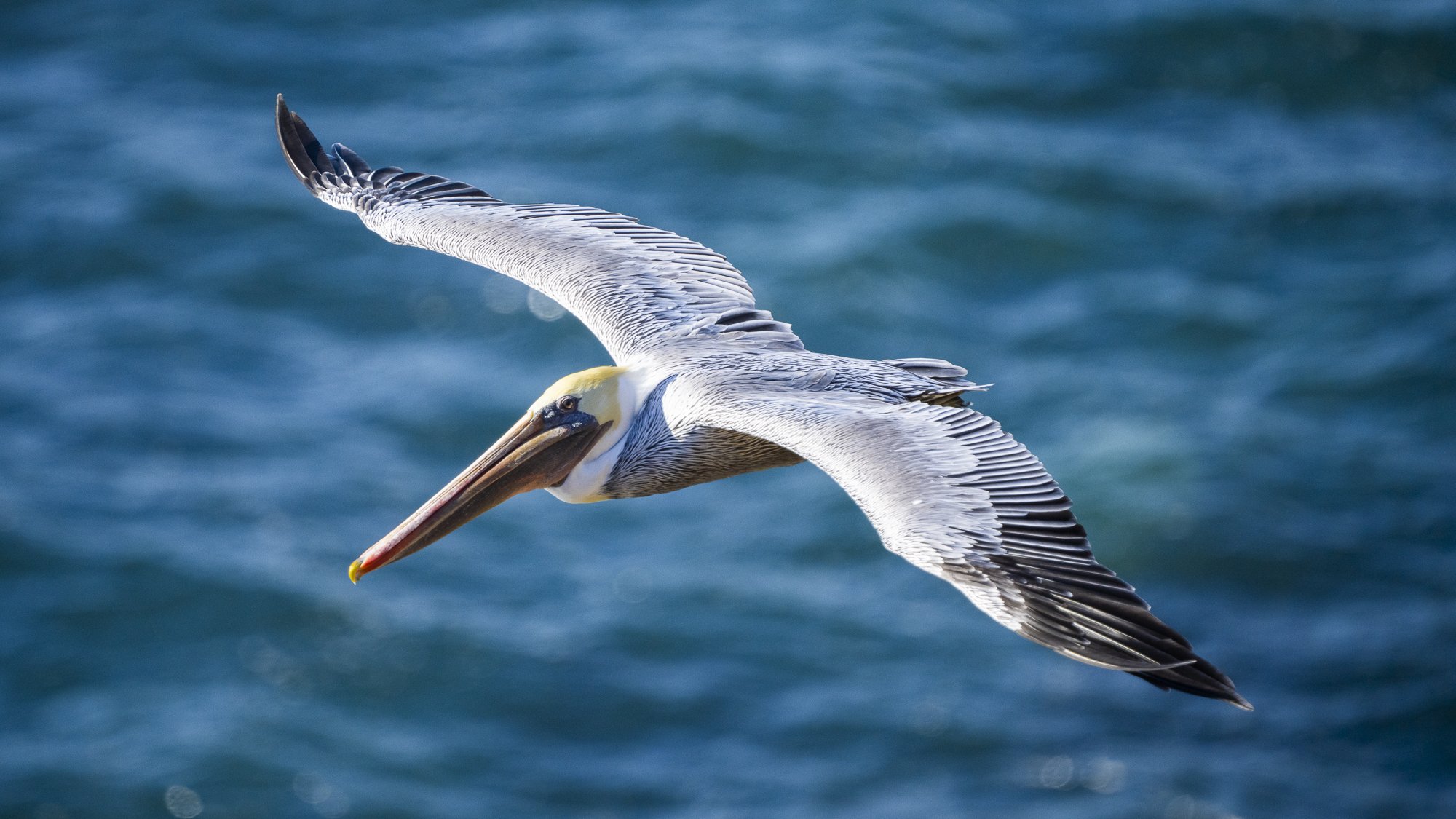 Soaring Pelican