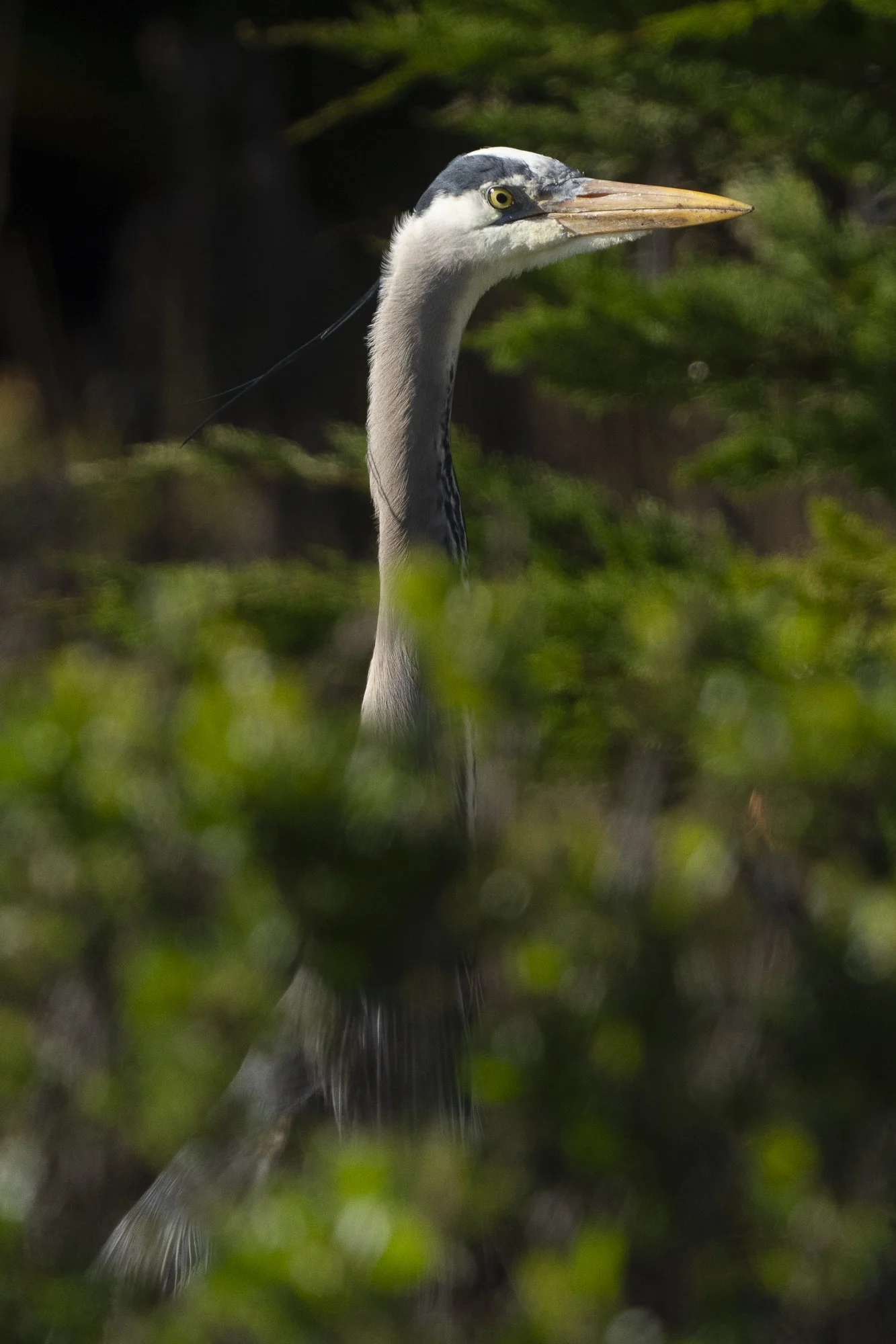 Great BLue Heron Sees Me