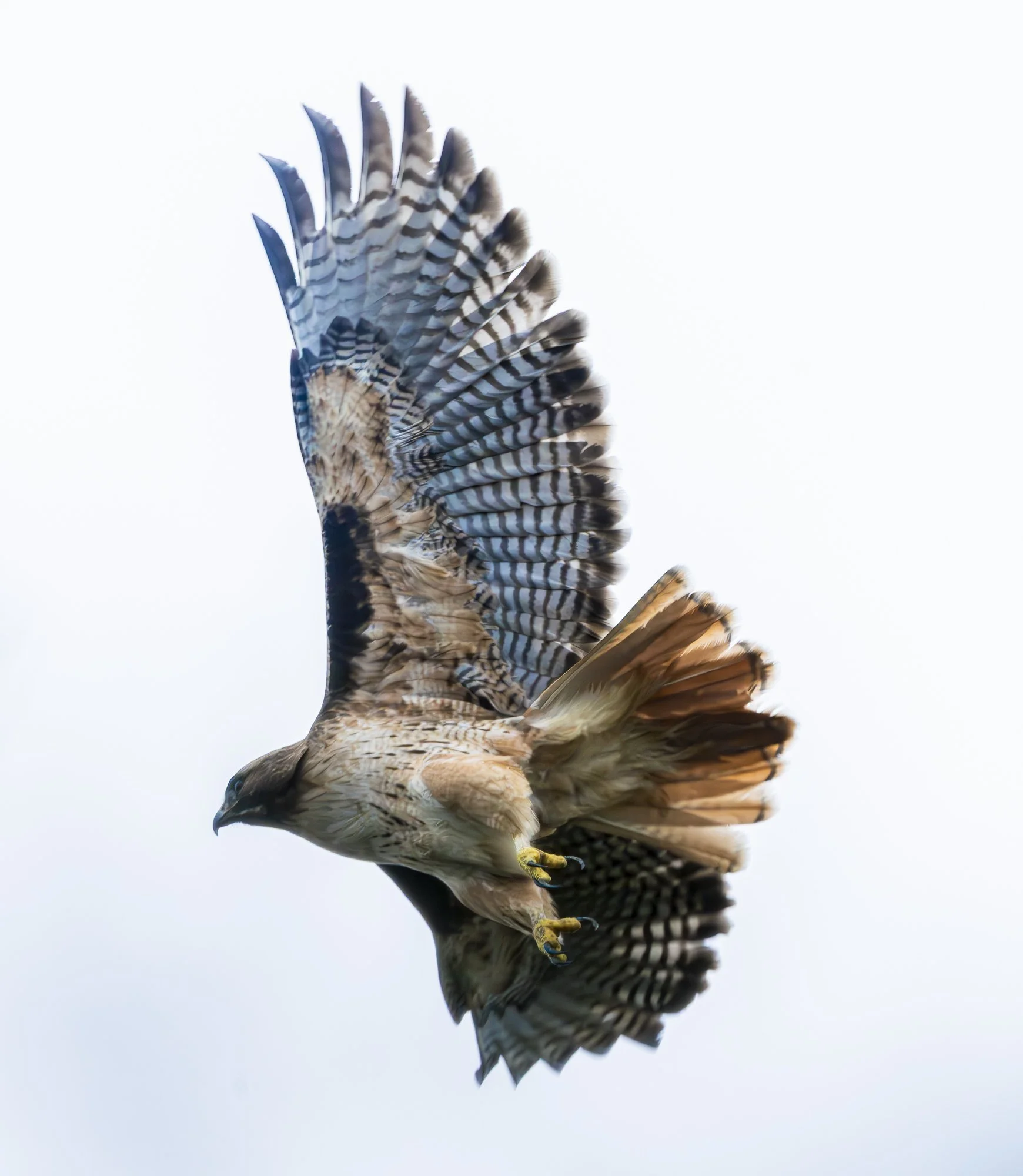 Soaring Red Tailed Hawk