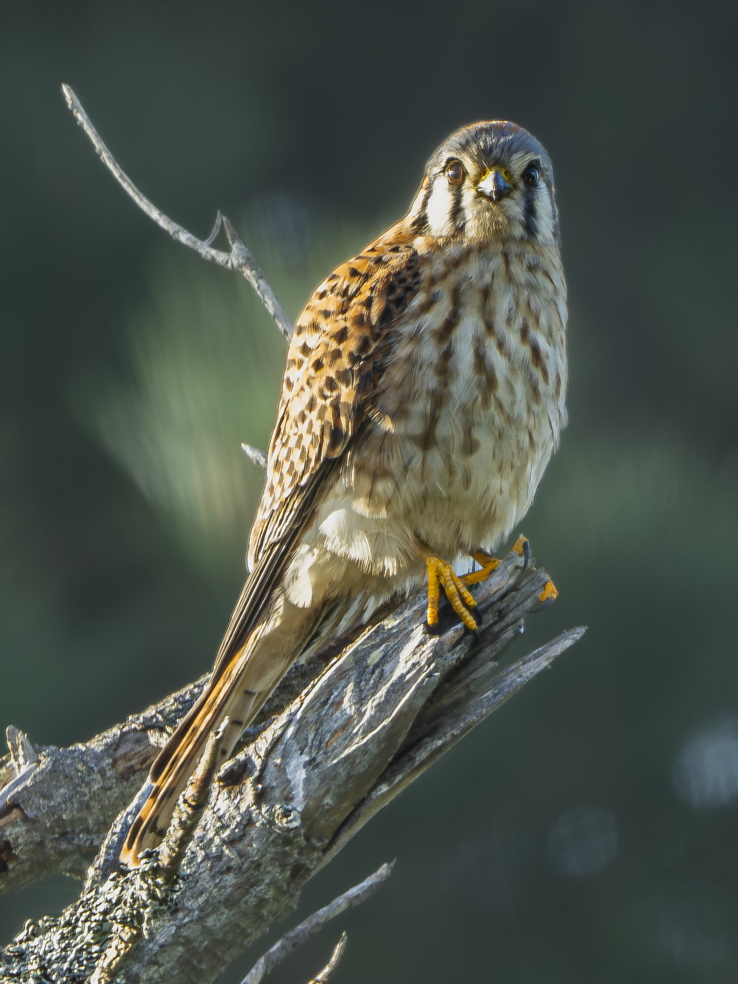 American Kestrel