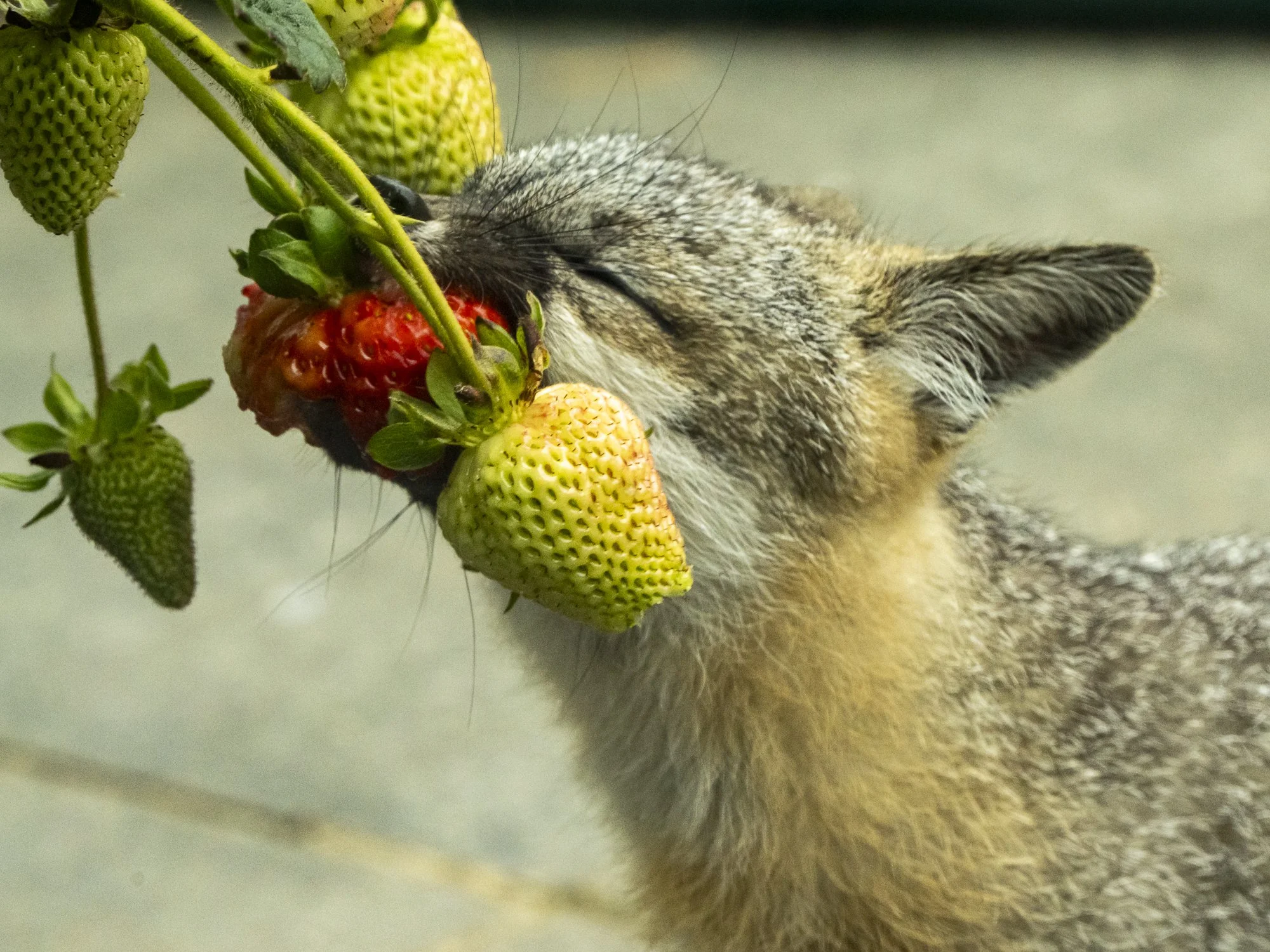 Gray Fox Likes Red Berries Best