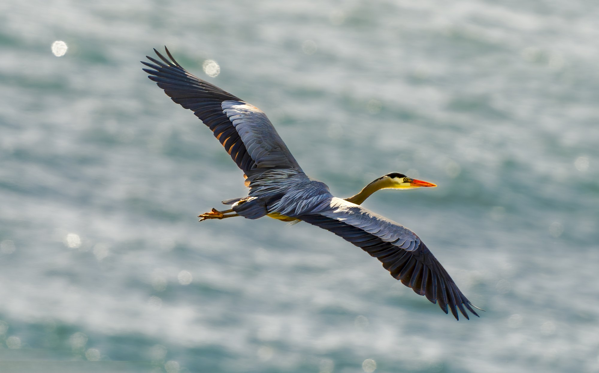 Great Blue Heron Soaring