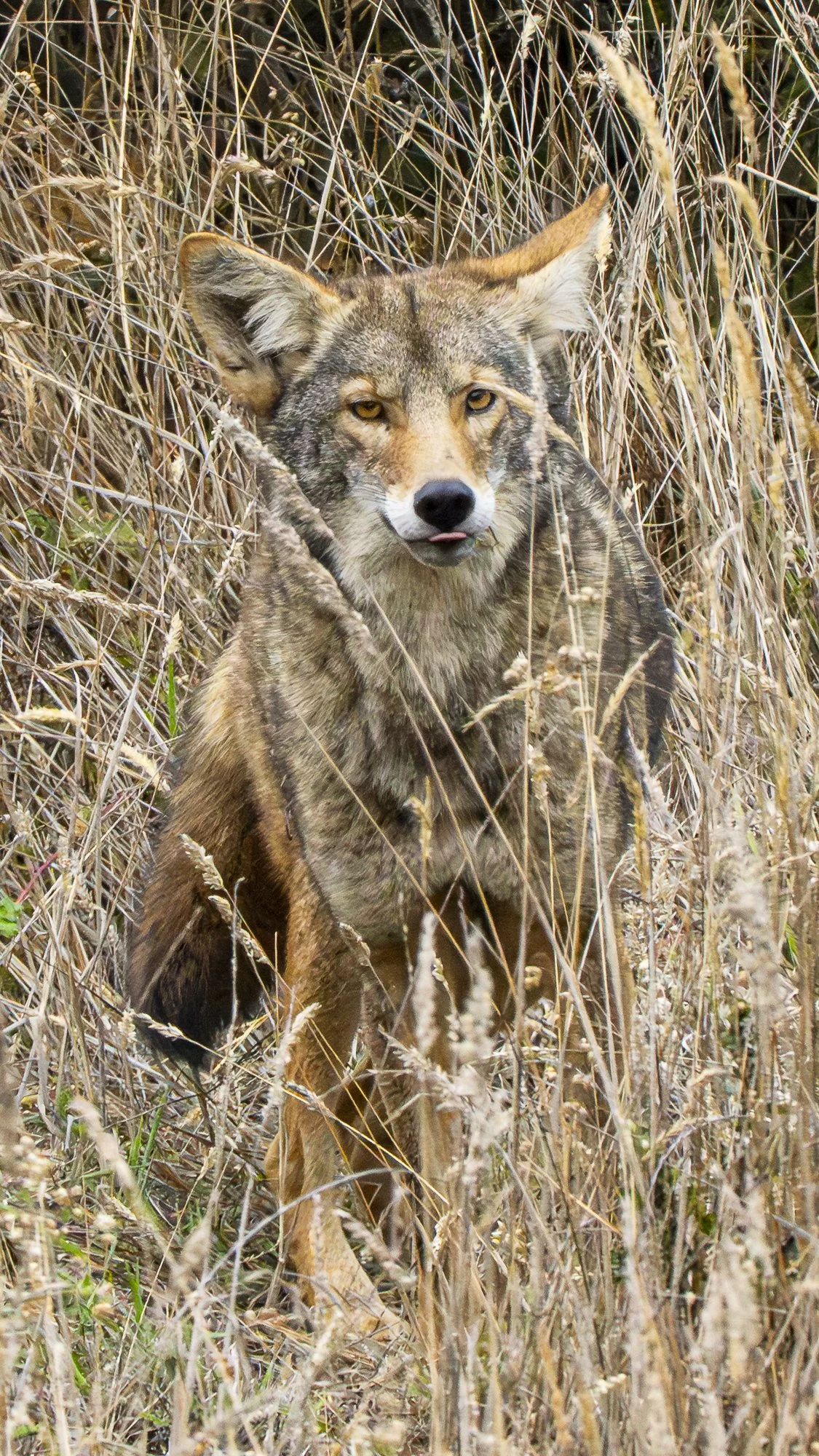 Well Fed Coyote Looks for Something