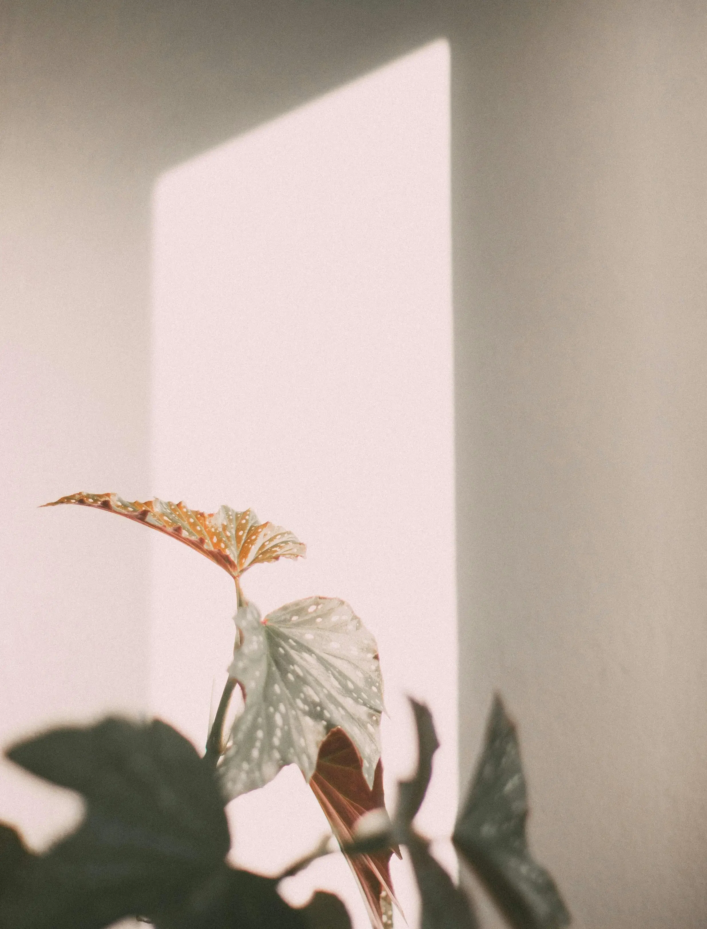 A plant with variegated leaves, some green and some with white and pink markings, is in front of a wall with a shadow cast on it.