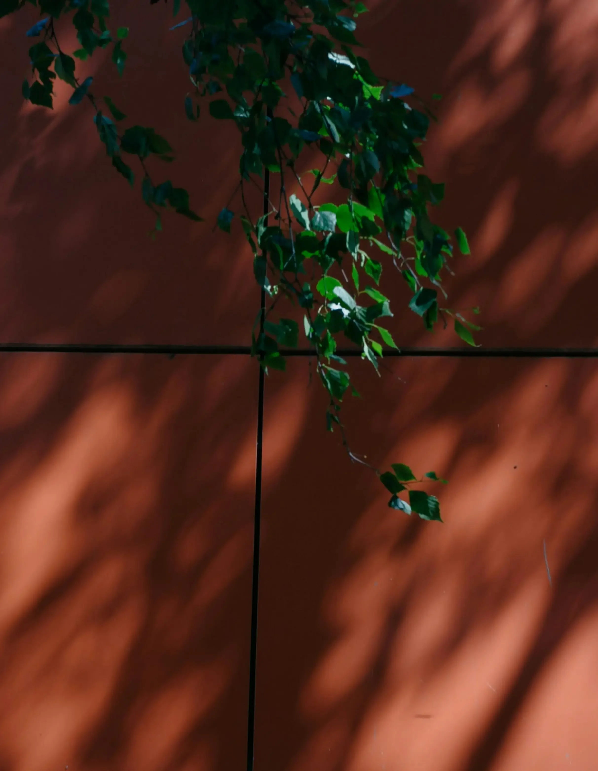 A hanging plant with green leaves against a reddish-brown background with diagonal light streaks.