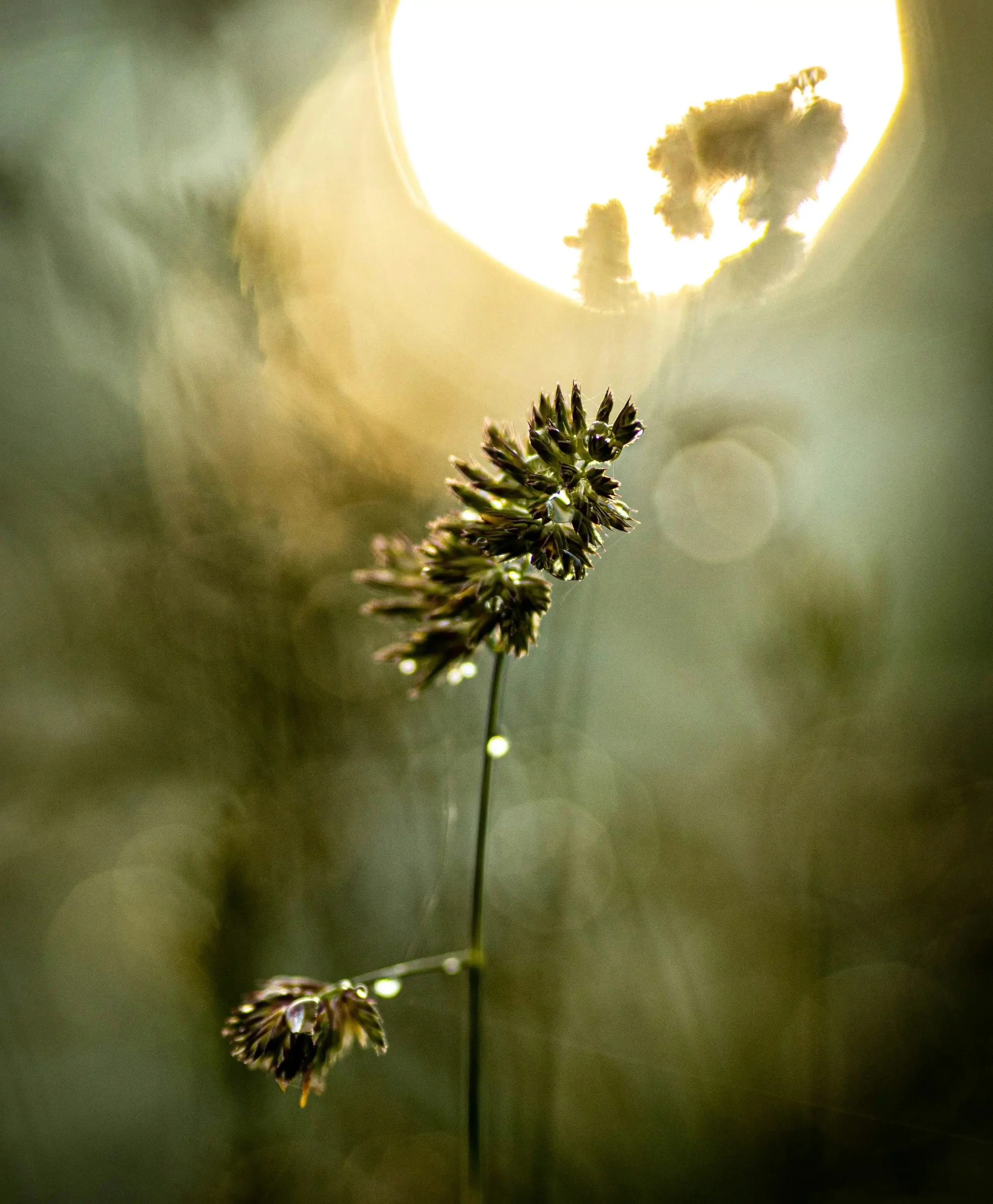 Close-up of a plant stem with small dark buds, backlit by bright sunlight creating a glowing effect around the top of the plant.