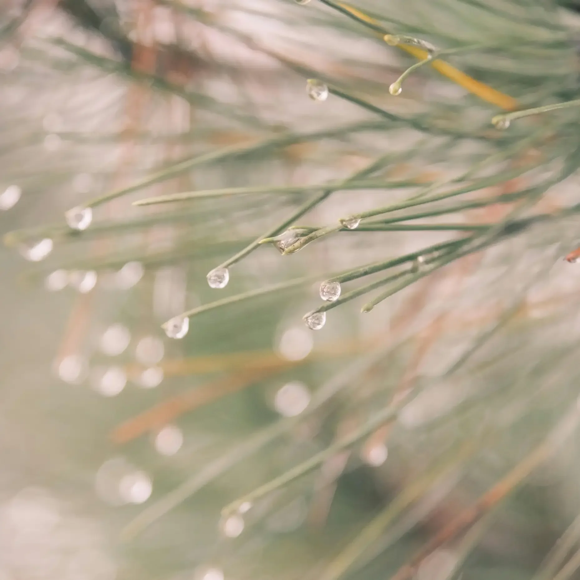 The Clinical Foundation: EMDR, IFS, and the Syzygy Model
