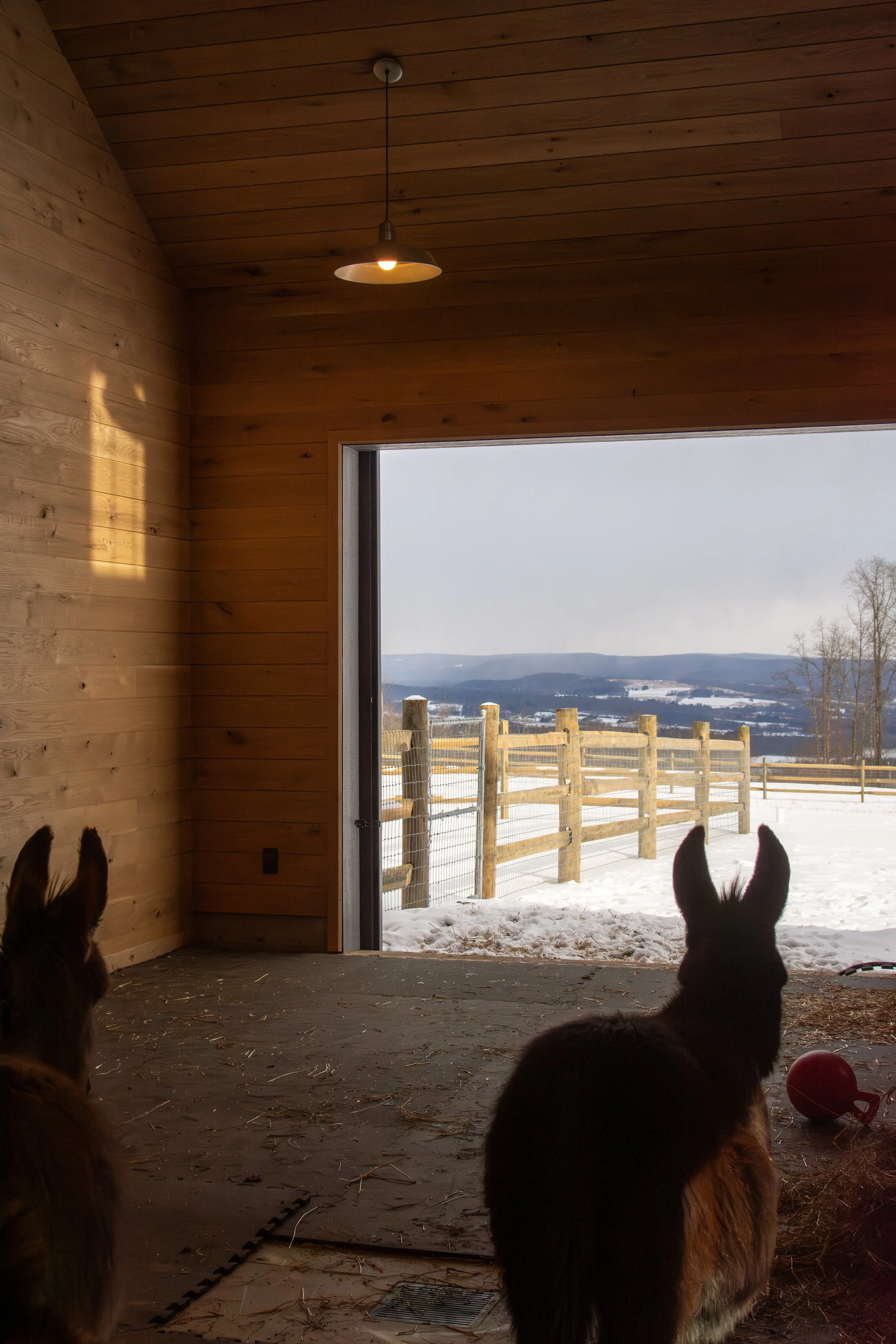 Donkeys in the hay space with the tongue & groove white oak on the walls and ceiling