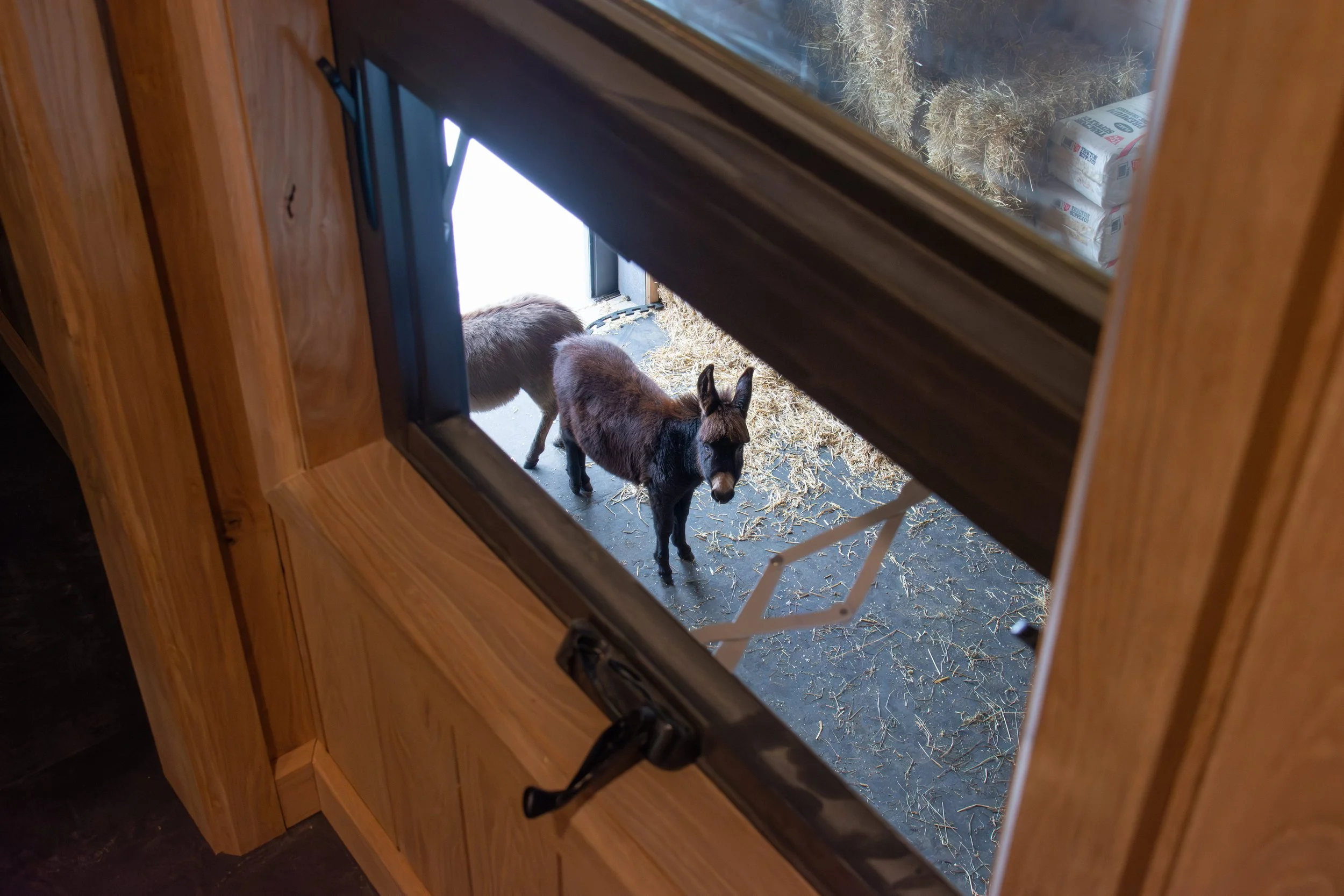 view of barn with donkeys through interior window