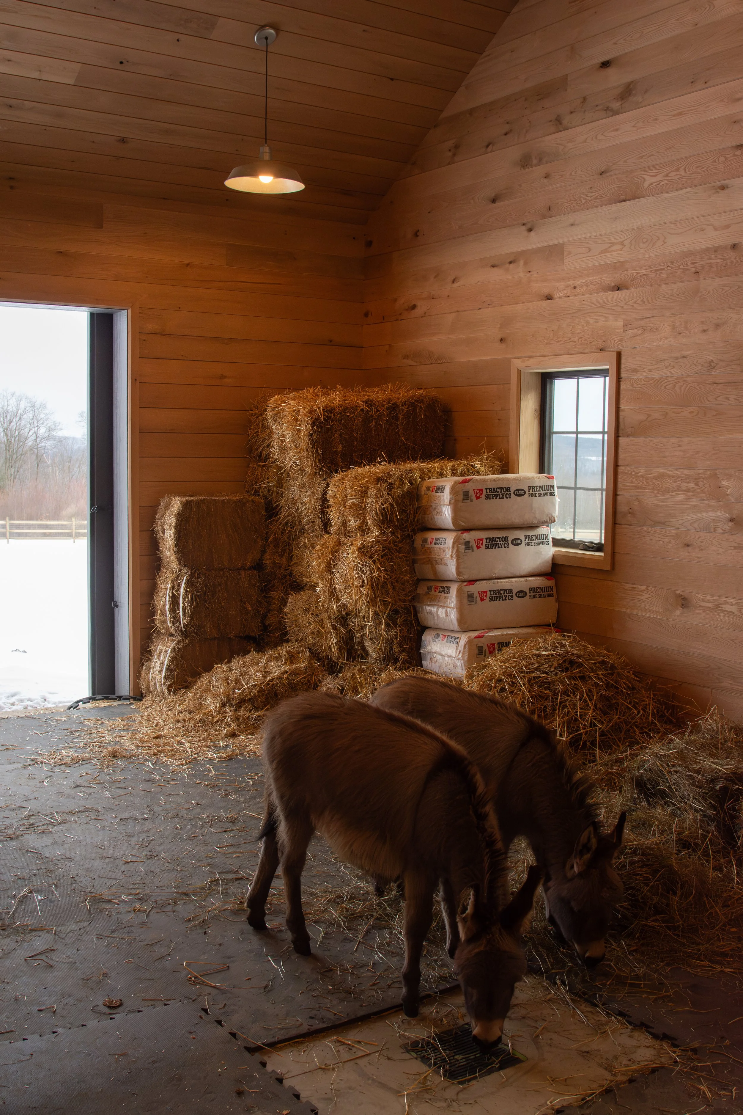 Donkeys in the hay space with the tongue & groove white oak on the walls and ceiling