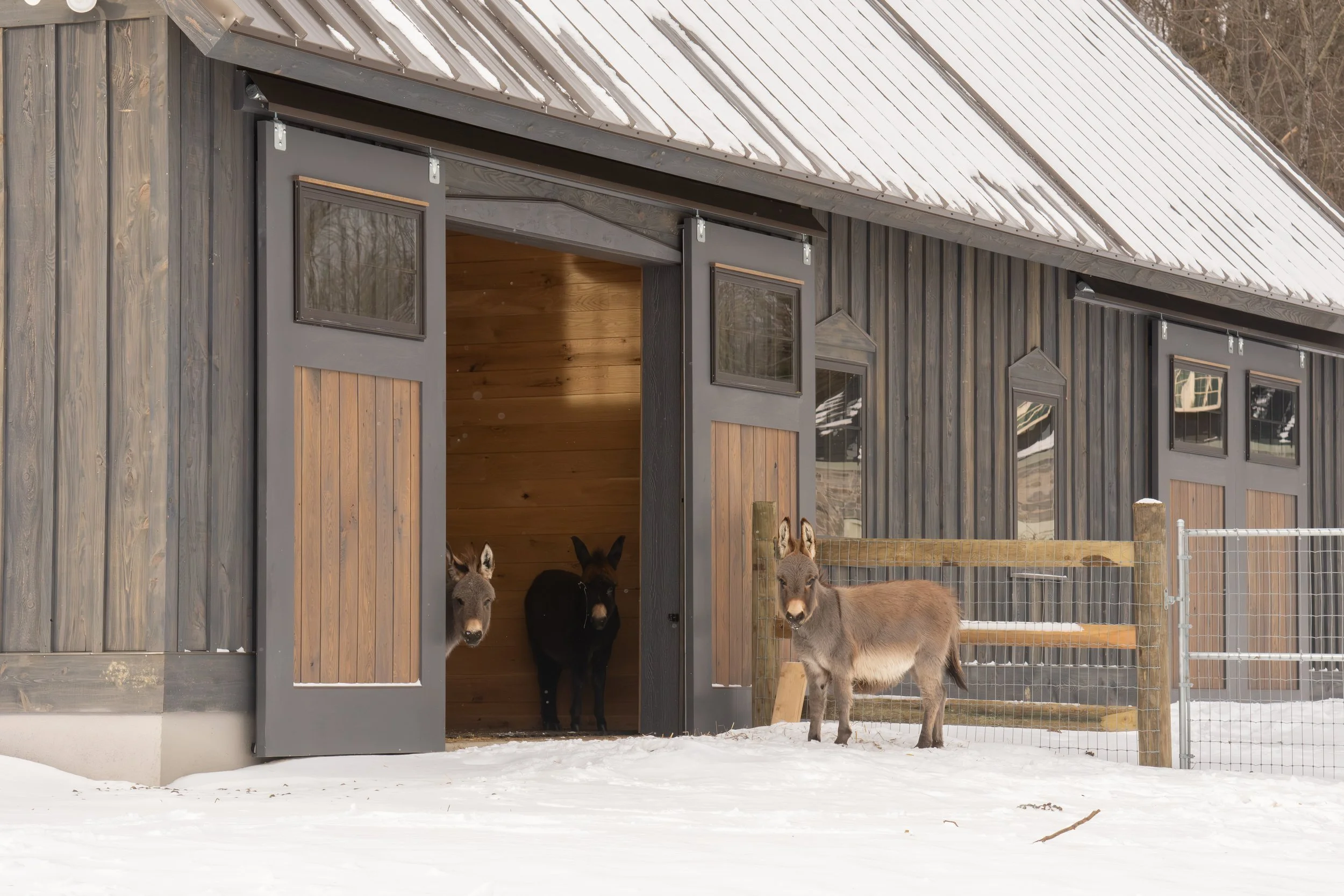 a custom barn with rustic hemlock and three miniature donkeys