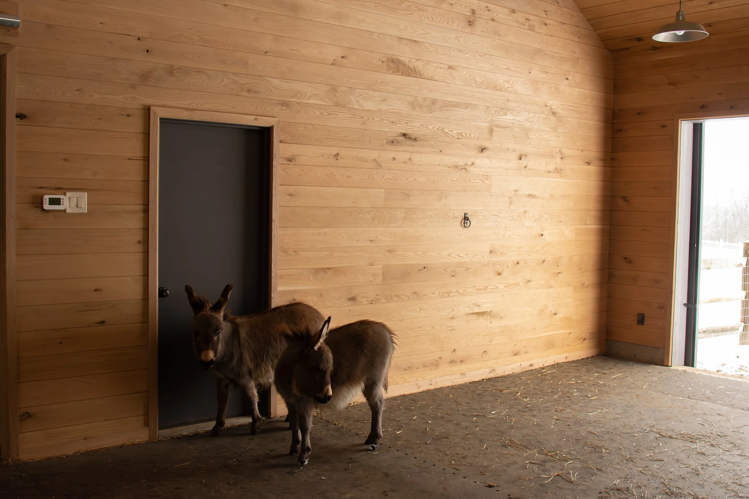Donkeys in the hay space with the tongue & groove white oak on the walls and ceiling
