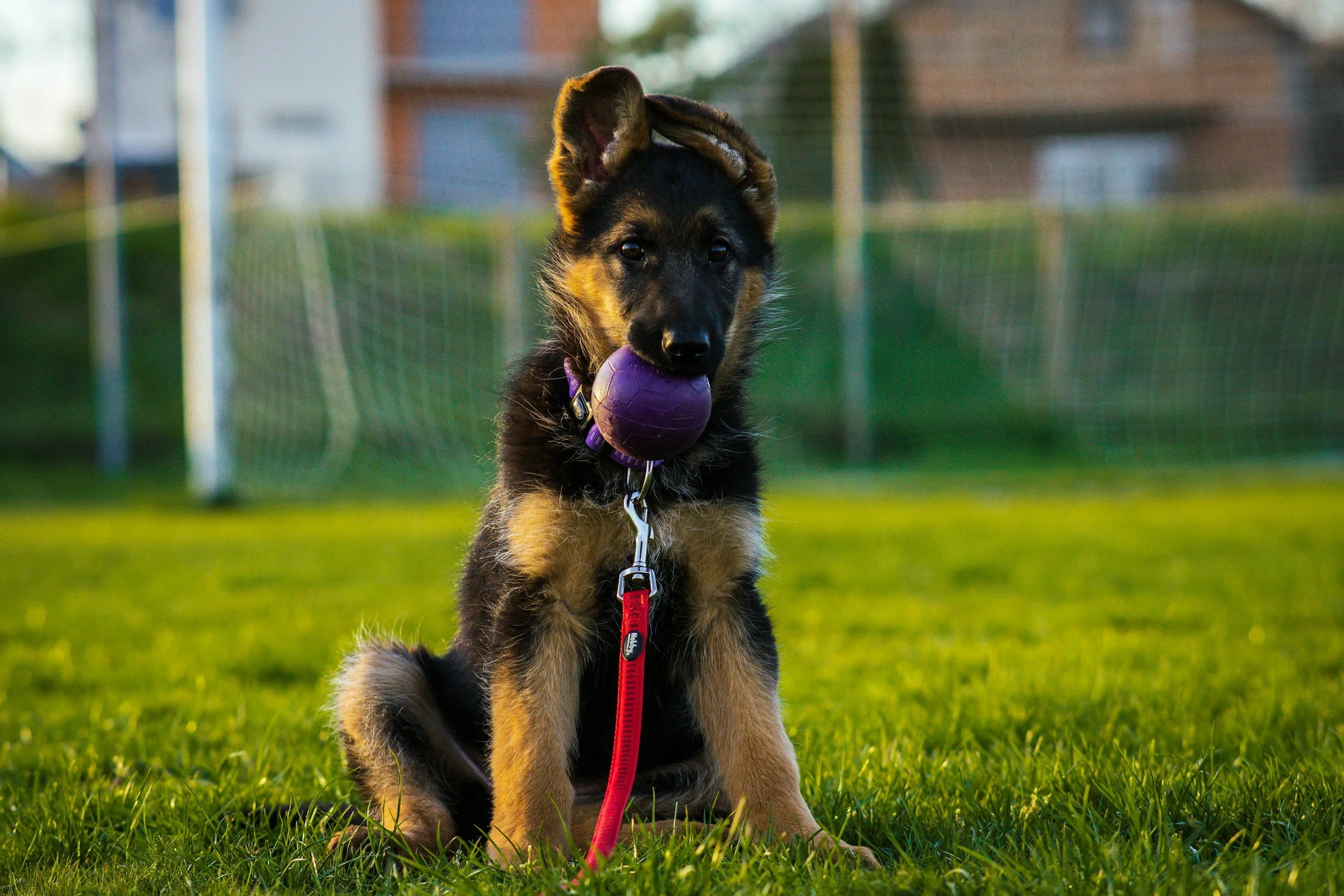 A young German Shepherd puppy sitting on green grass holding a purple ball in its mouth.