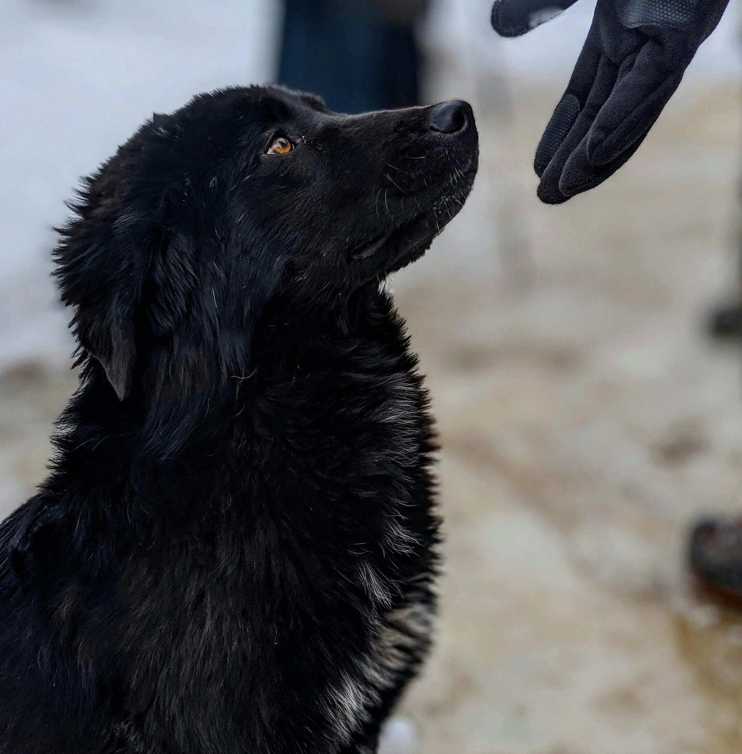 A black puppy with amber eyes looking up at a gloved hand.