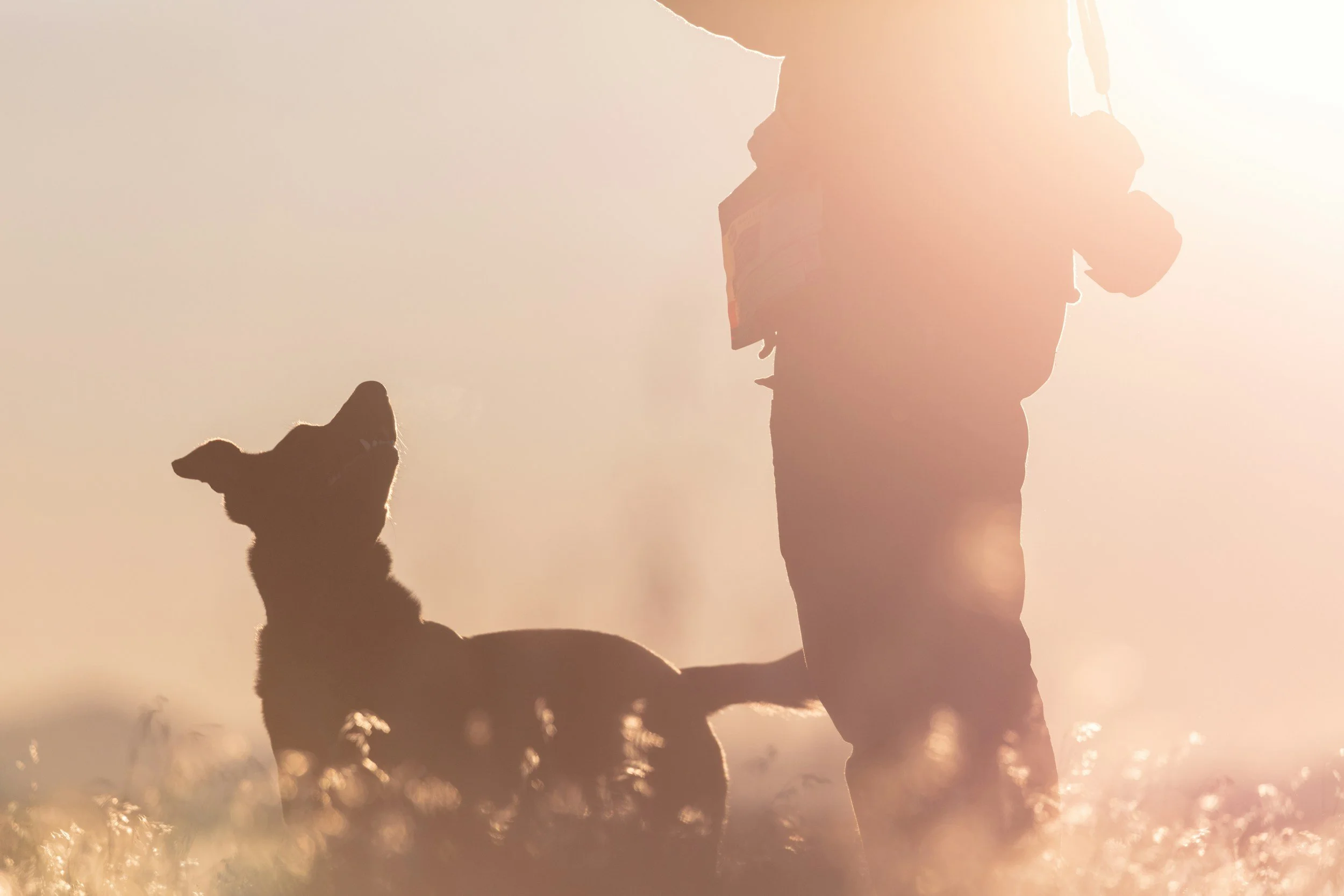 A dog reaching up towards a person with a stick during sunset.