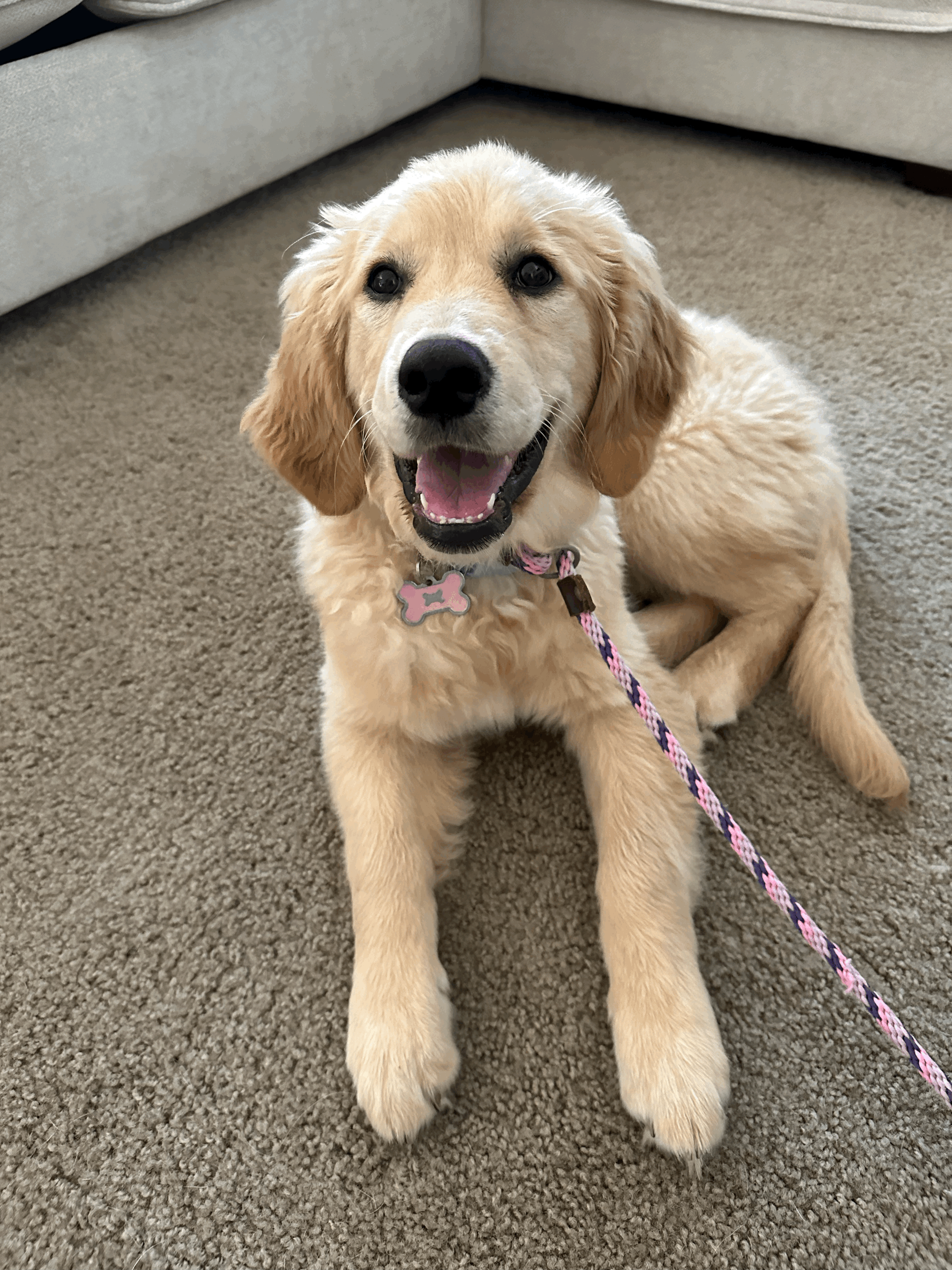 Puppy Pals
