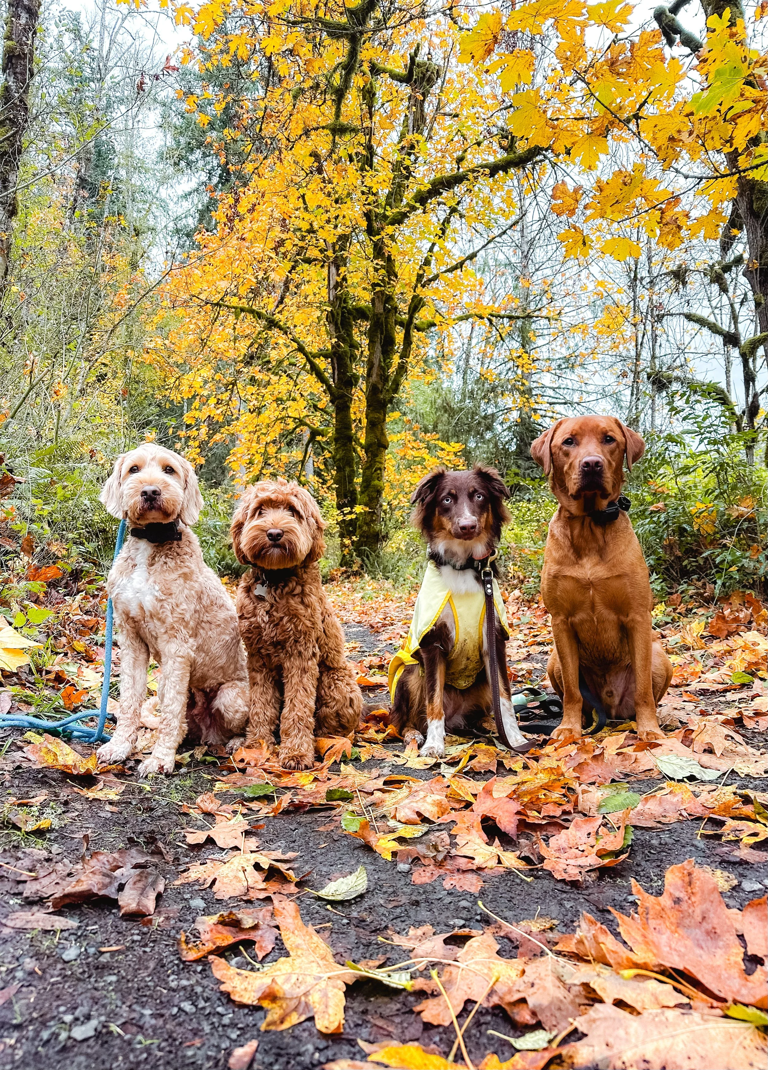 Four dogs sitting in a line on a trail covered with fallen autumn leaves next to a yellow and green-leafed tree, with forest in the background.