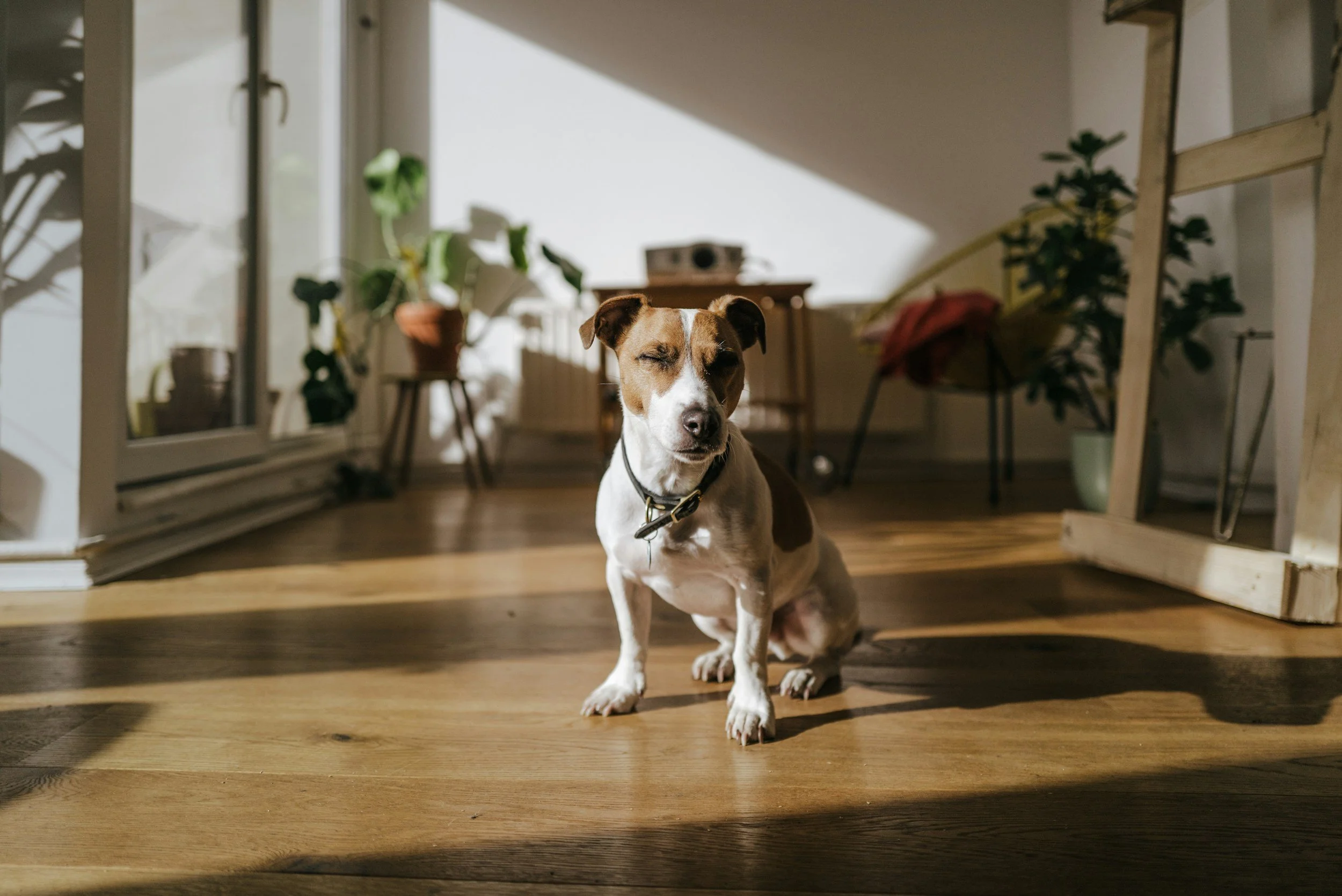 A dog with a white and brown coat sitting on a wooden floor in front of a sliding glass door with potted plants visible outside and sunlight coming into the room.