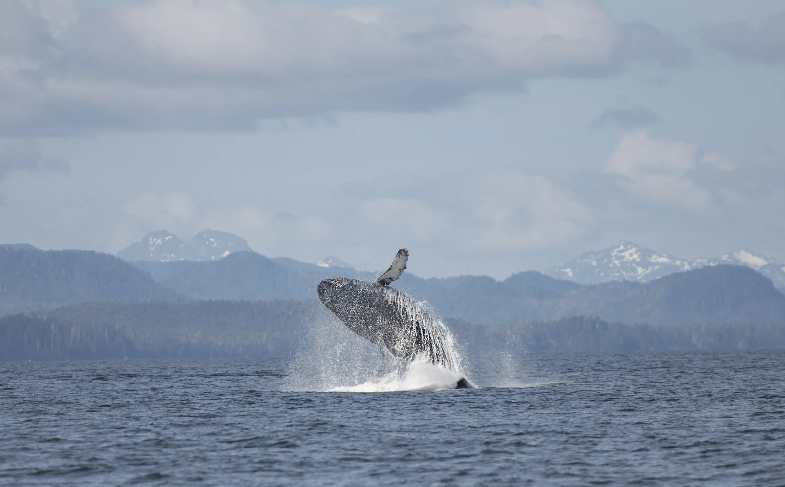 _DSC4775.jpg.webp