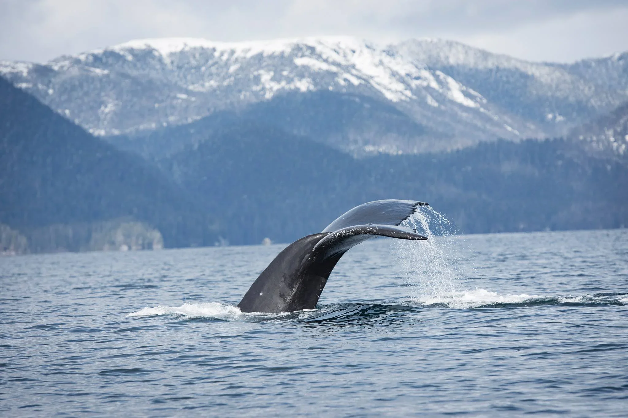tail.jpg.webp