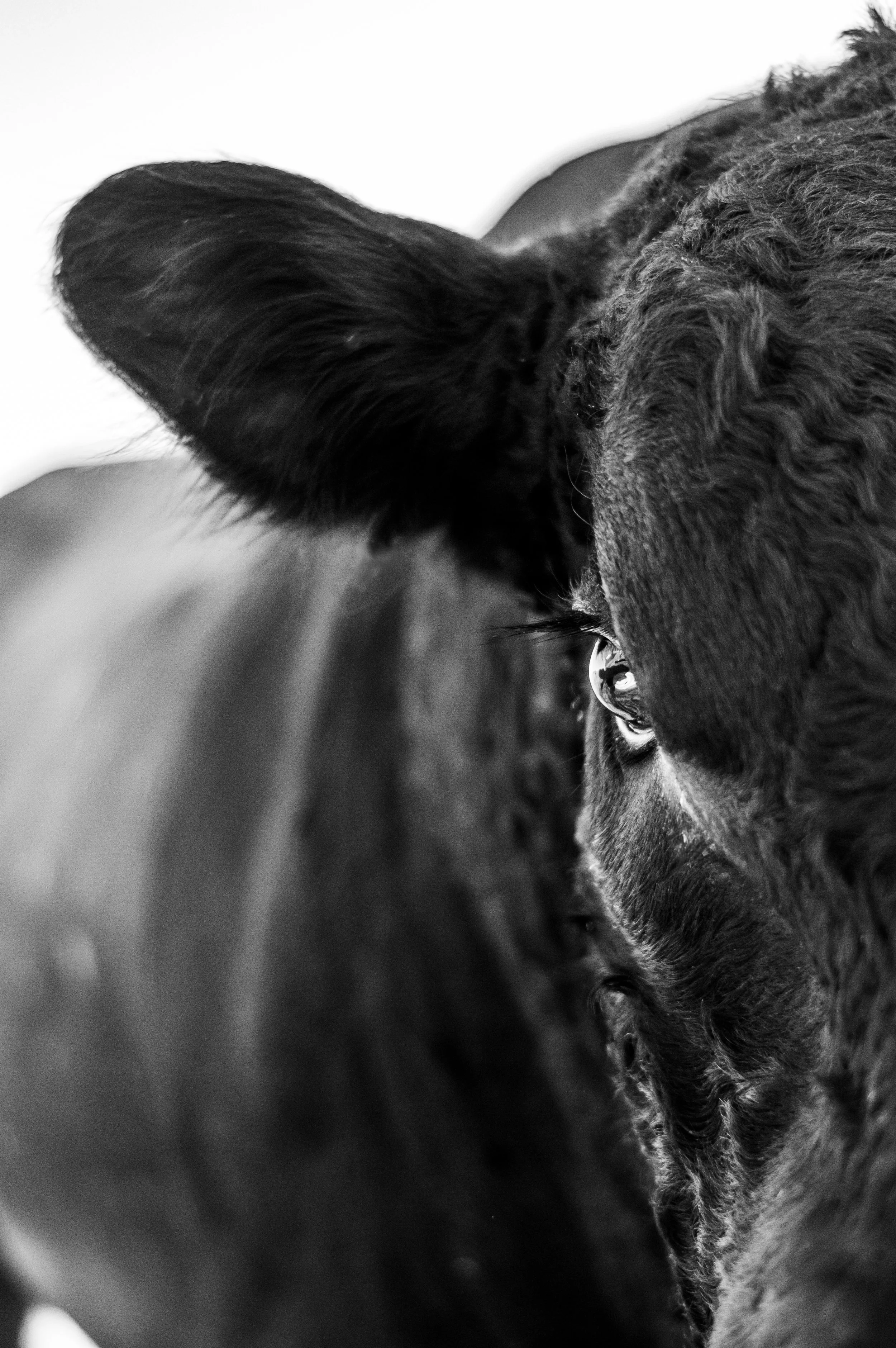 Close-up black and white photo of a dog with part of its face visible, focusing on the eye and ear.