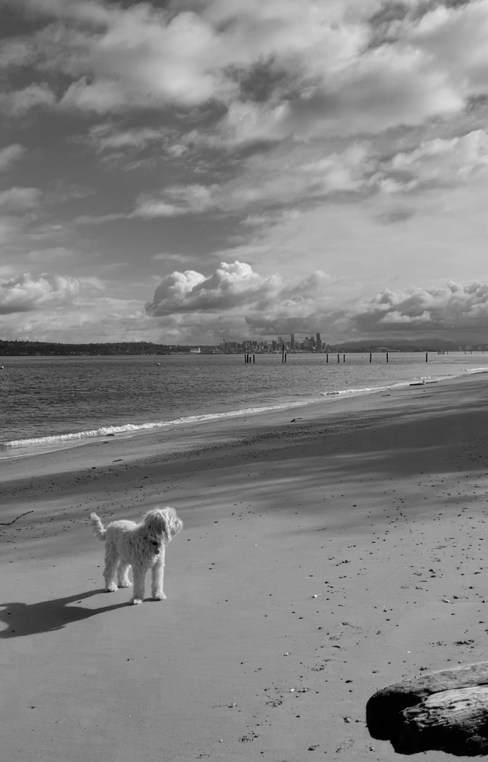 A small fluffy dog standing on a sandy beach near the water with a city skyline and cloudy sky in the background, in black and white.