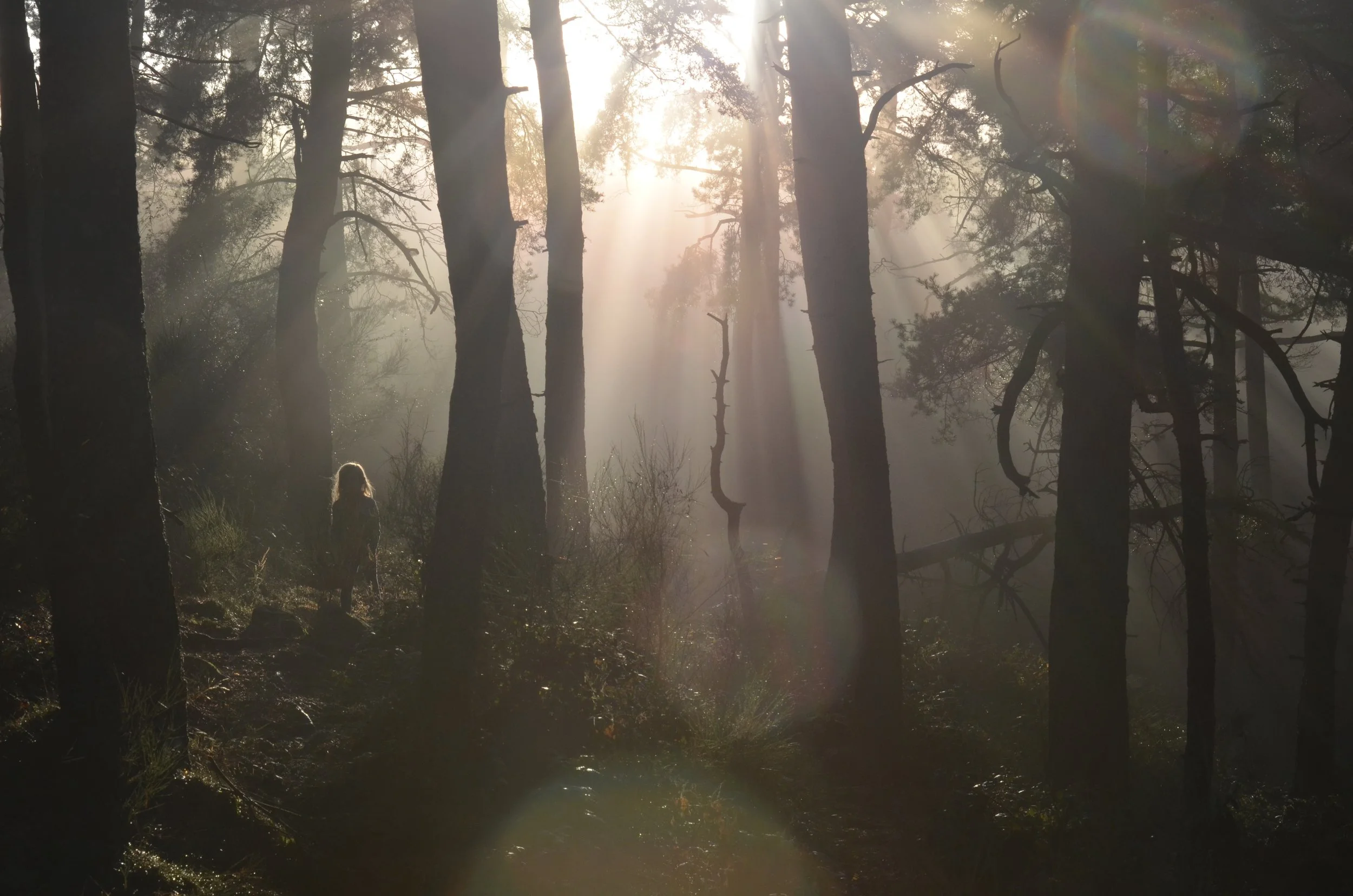 Une forêt avec des rayons de soleil filtrant à travers les arbres, créant un effet lumineux et brumeux. On peut voir la silhouette d'une personne avec des cheveux longs au premier plan.