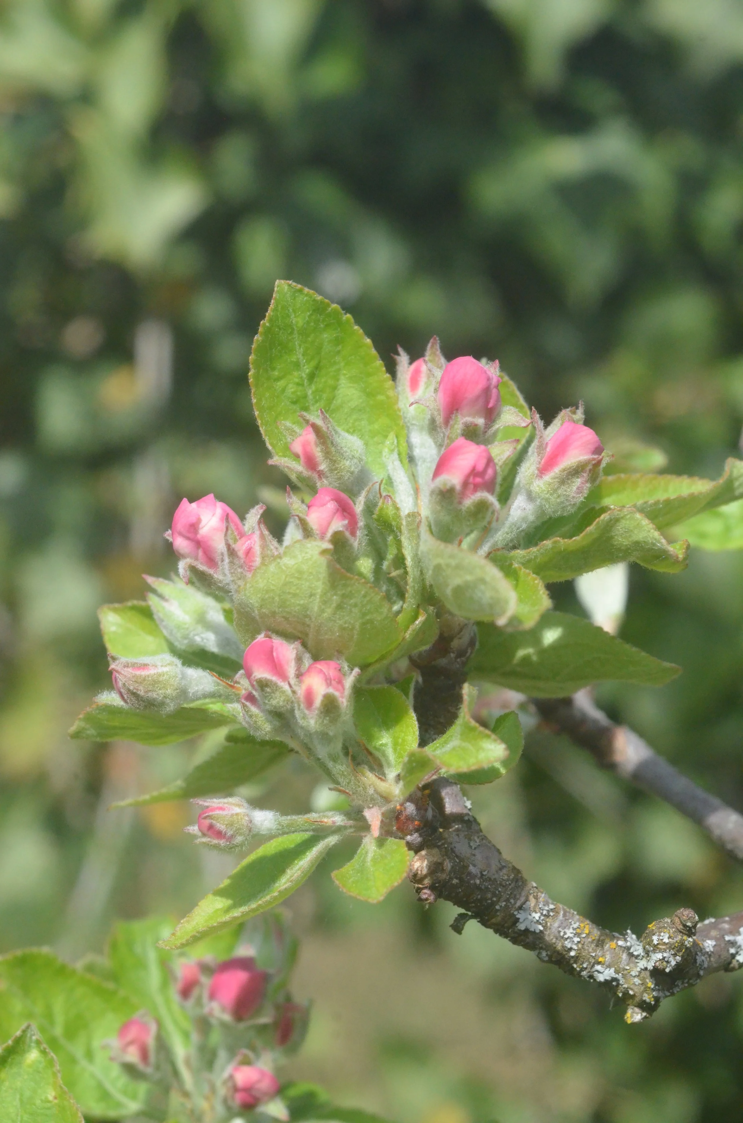 Fleurs de pommiers