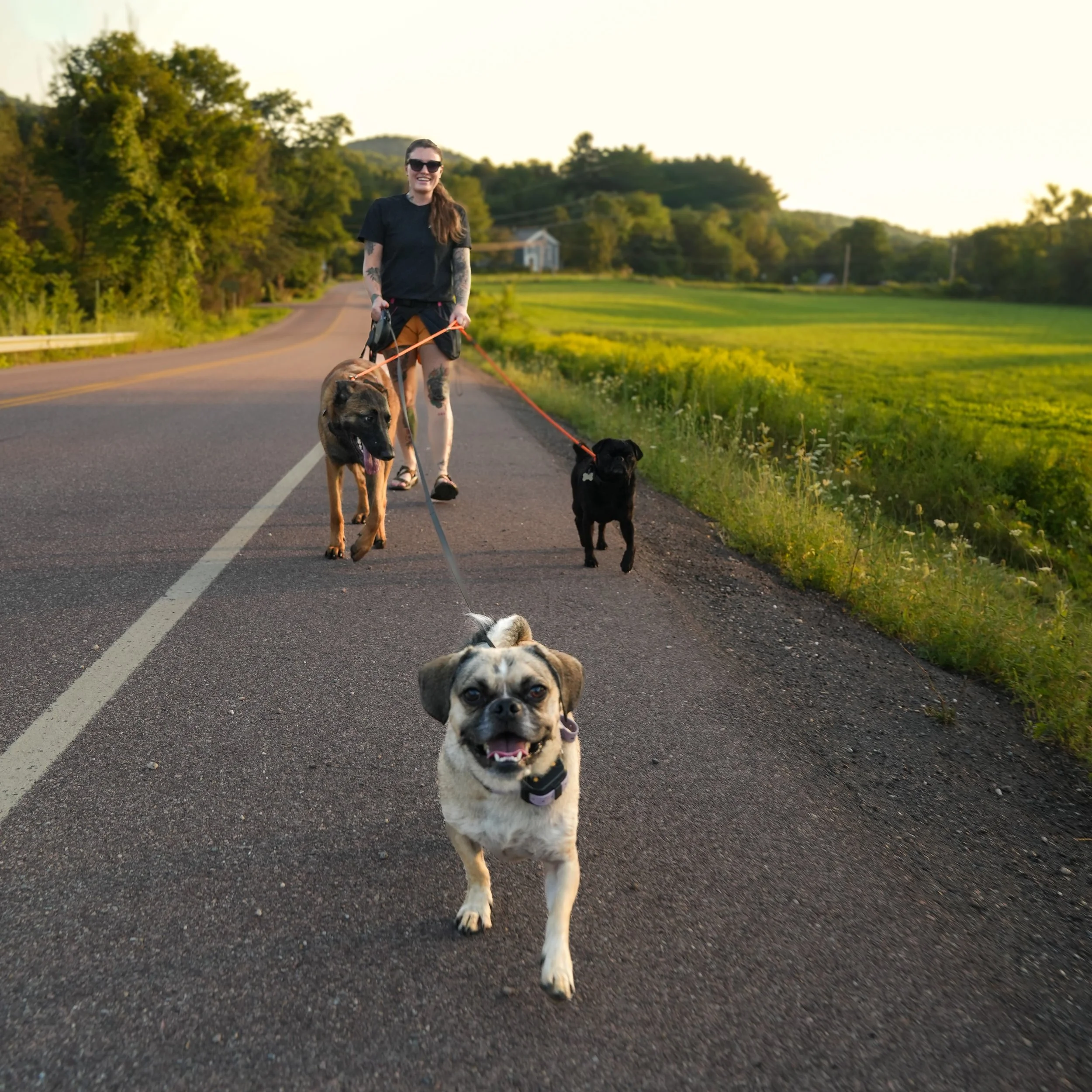 A woman with long hair, sunglasses, and tattoos walking four dogs on a rural road during sunset. The dogs include a tan and black dog, a black dog, and a smaller dog with black and white fur. The woman is smiling and appears happy and relaxed.