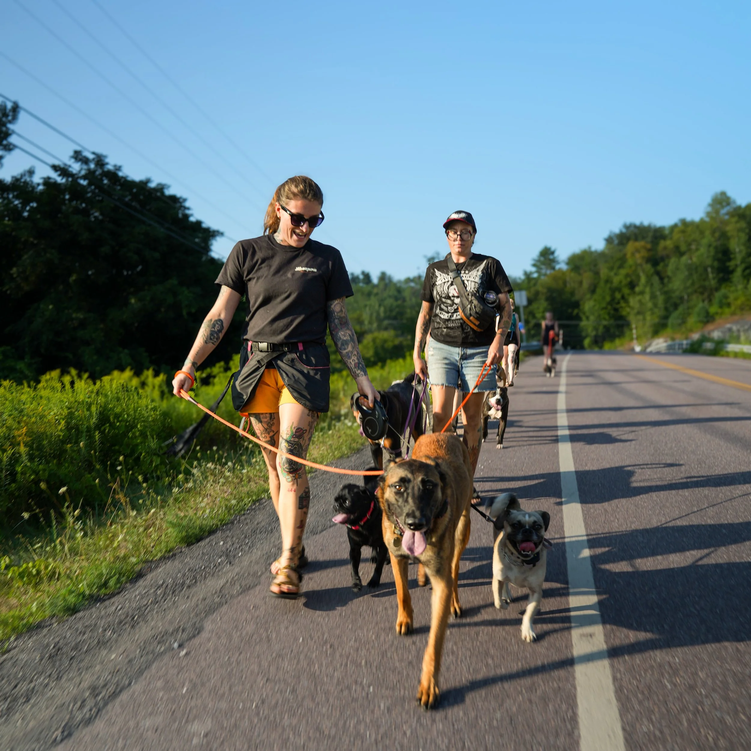 Two women walking dogs along a rural road on a sunny day, with green trees and a clear blue sky in the background.