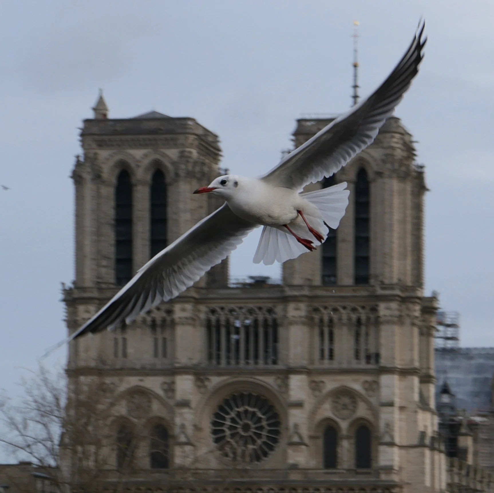 Notre-Dame de Paris, Paris, 2024