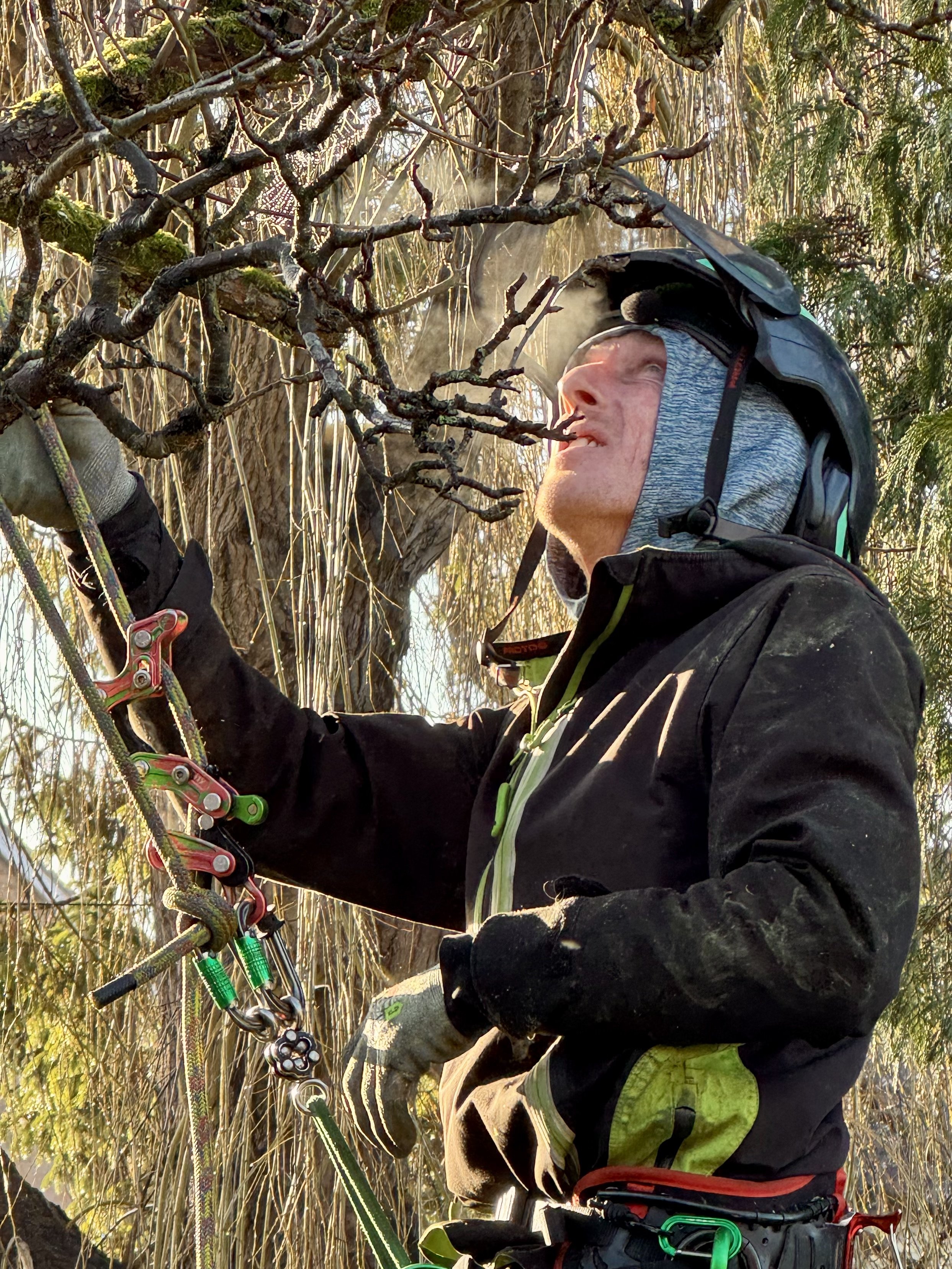 HTC Tree Surgeon safely assessing work to be done high up in a tree