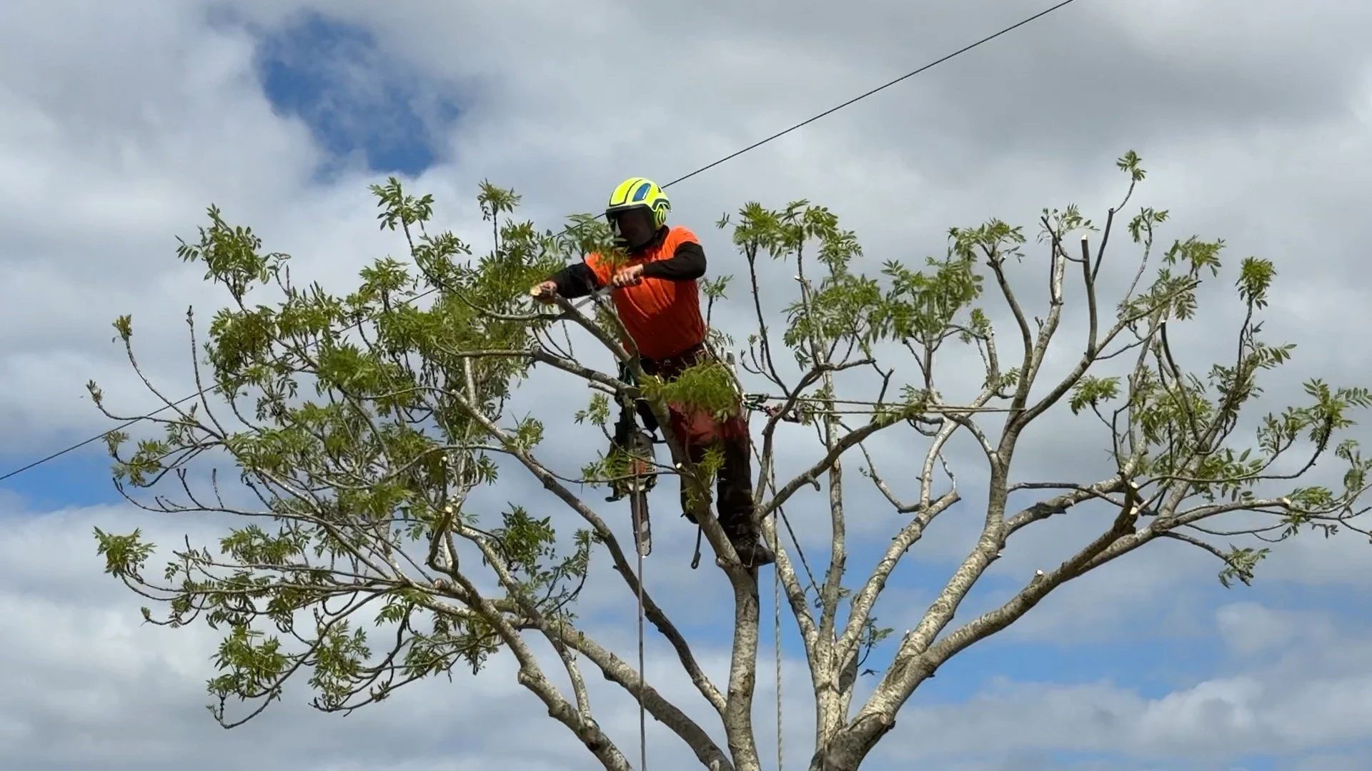 Skilled HTC Tree Surgeon performing emergency work