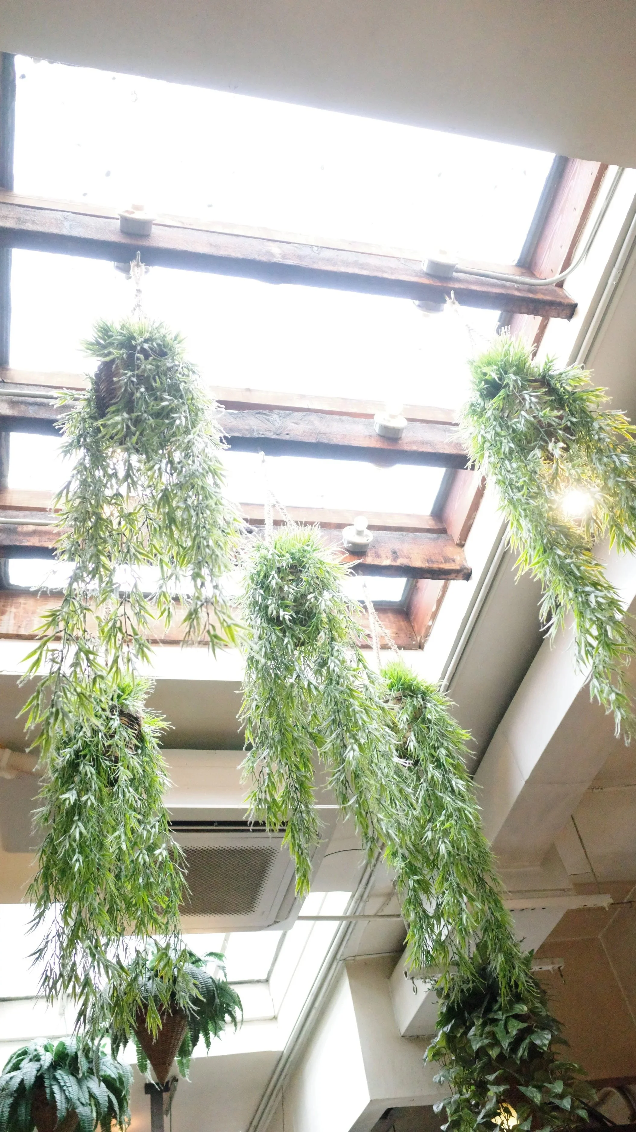 Hanging clusters of green plants with long, narrow leaves suspended from a wooden ceiling with skylights, in an indoor space.
