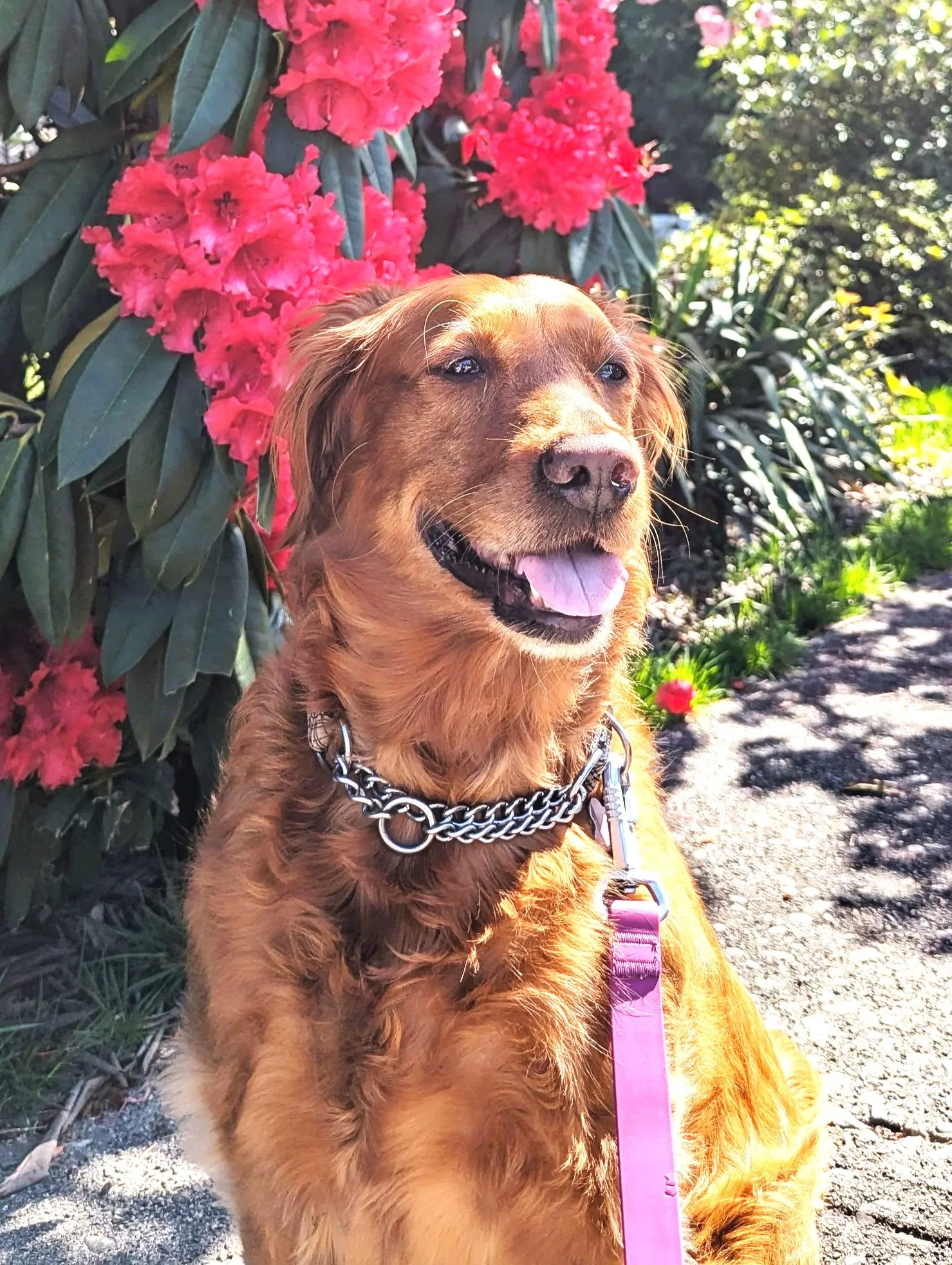 A happy brown dog wearing a chain collar and pink leash, sitting outdoors in front of a bush with pink flowers, sunny day, garden setting.