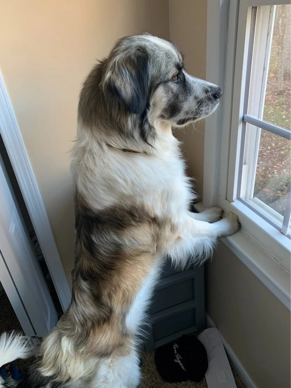 A large dog with a fluffy coat looking out the window while standing on its hind legs with paws on the window sill.