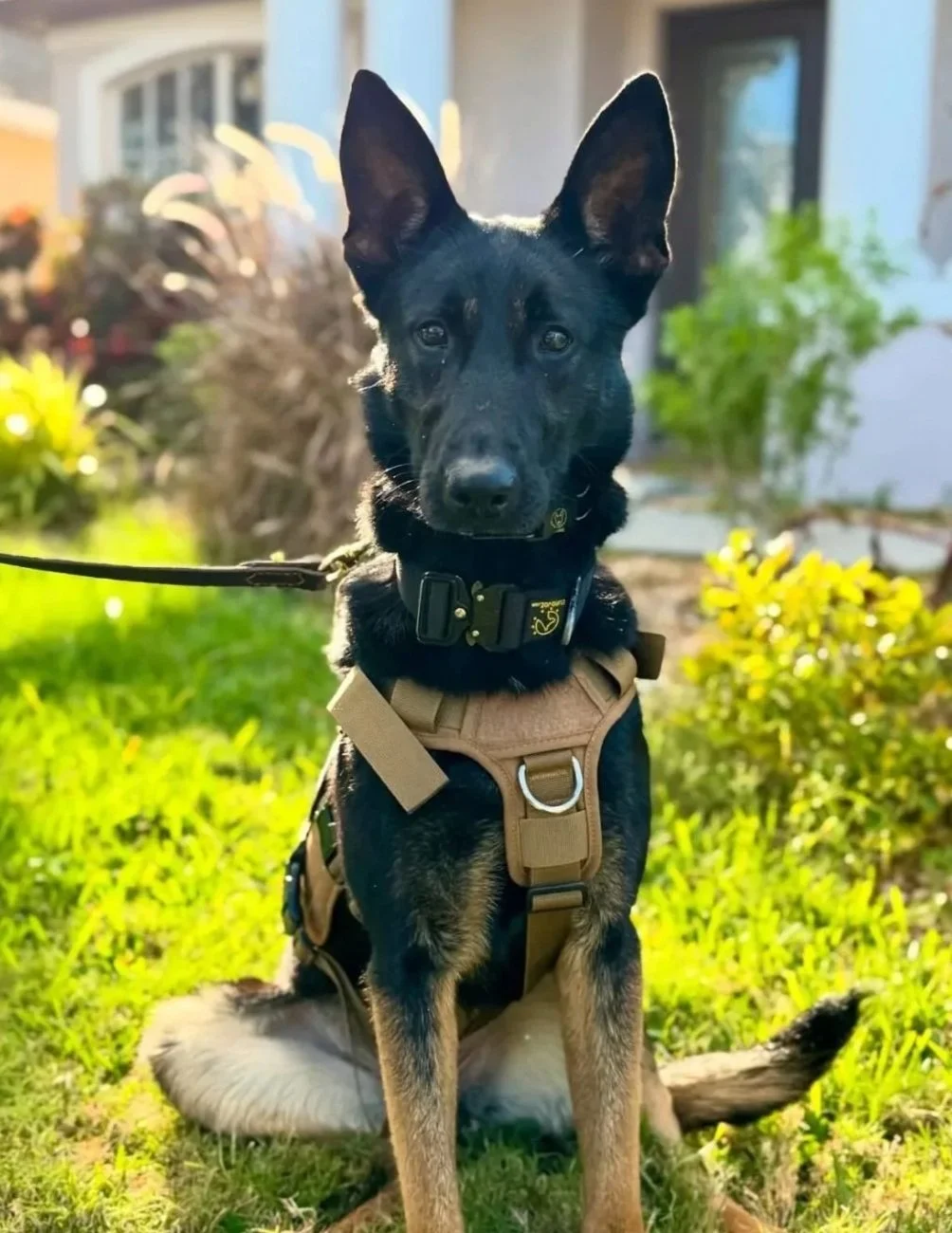 A young black and tan dog with large ears sitting on green grass in a garden, wearing a harness and collar, with a house and plants in the background.